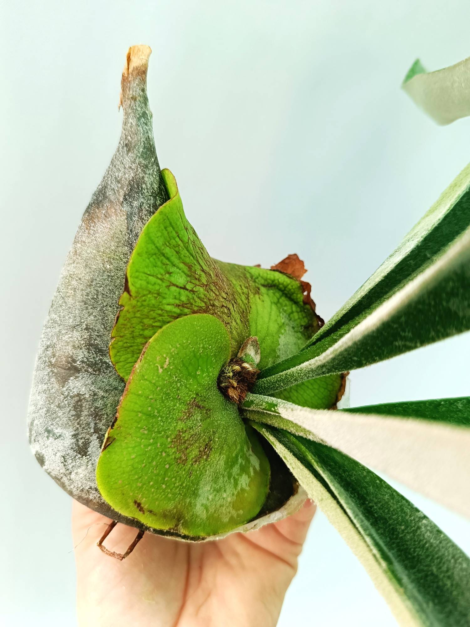 Platycerium Veitchii x Willinckii