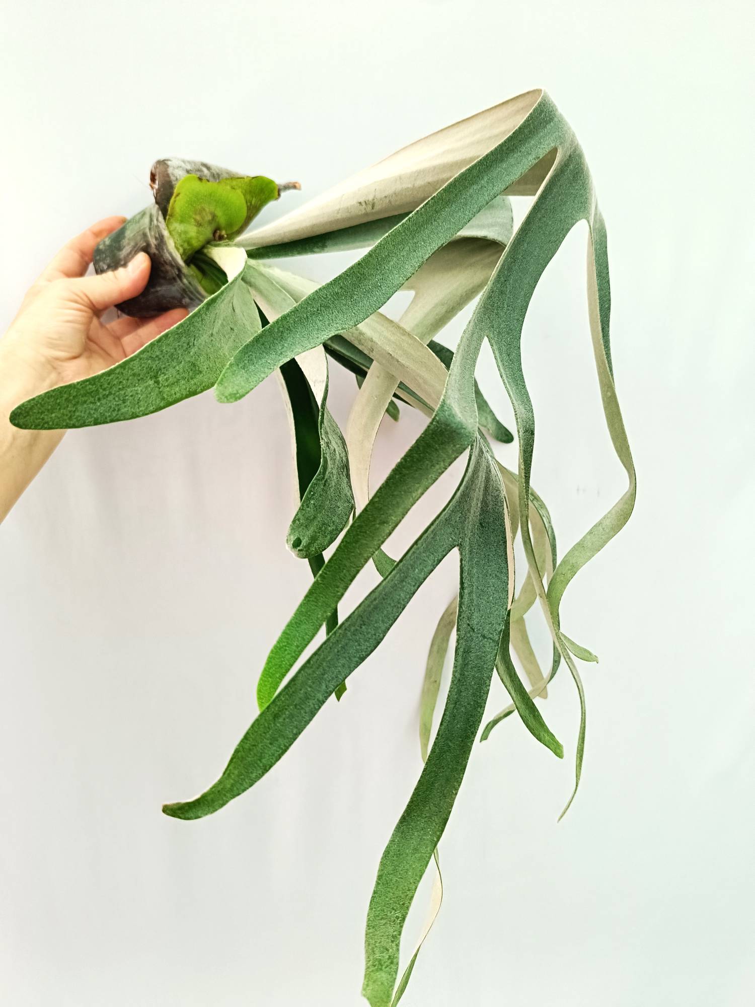 Platycerium Veitchii x Willinckii