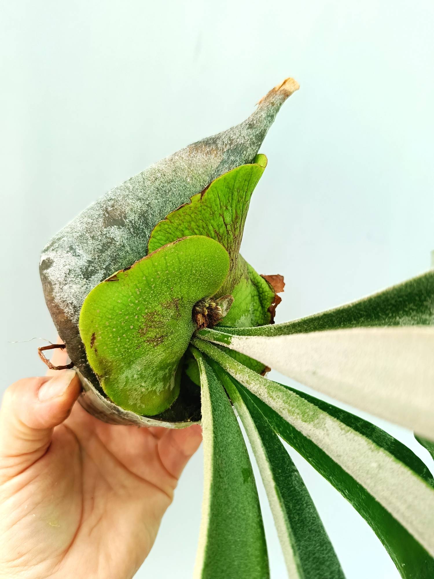 Platycerium Veitchii x Willinckii