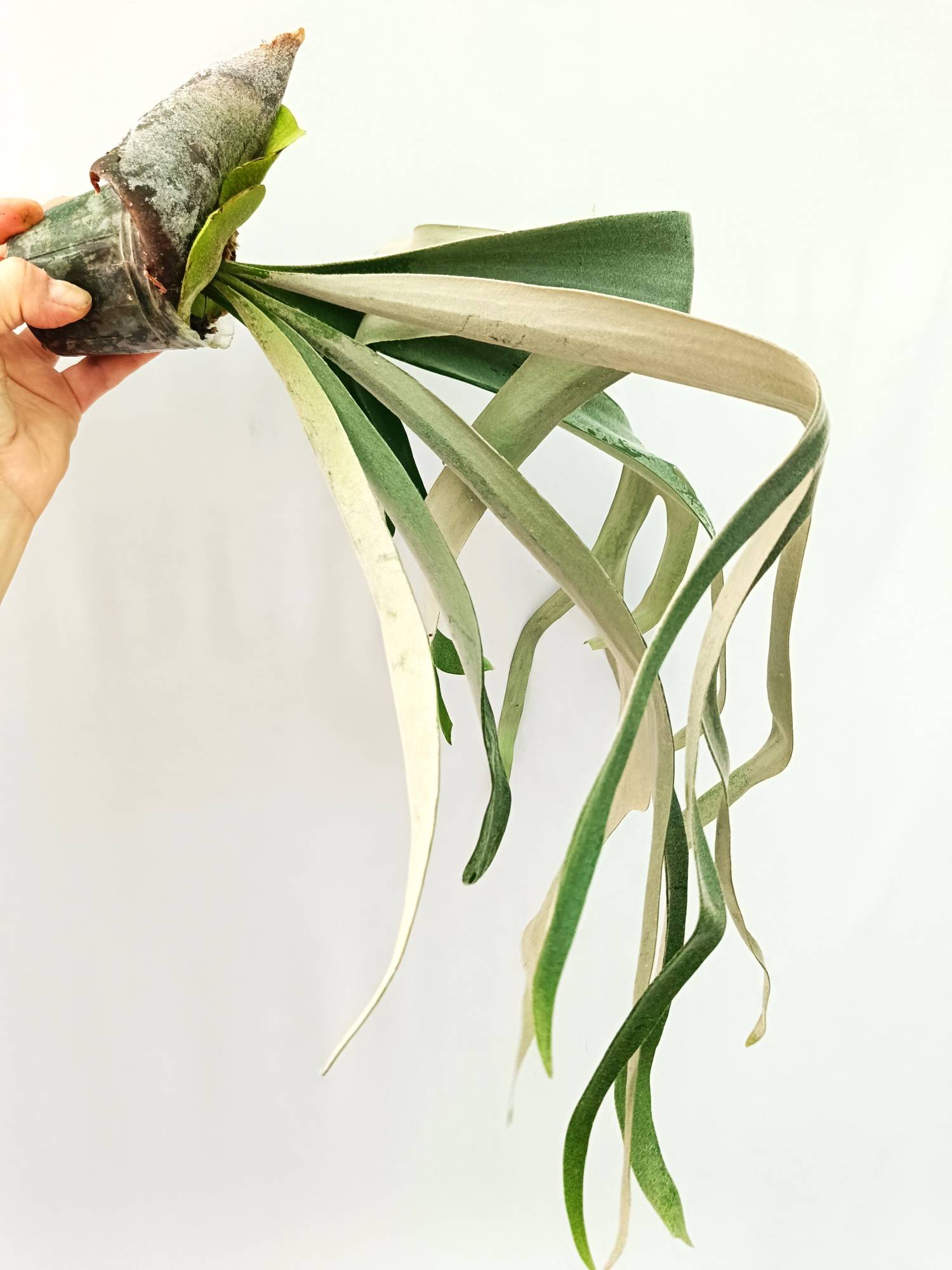 Platycerium Veitchii x Willinckii