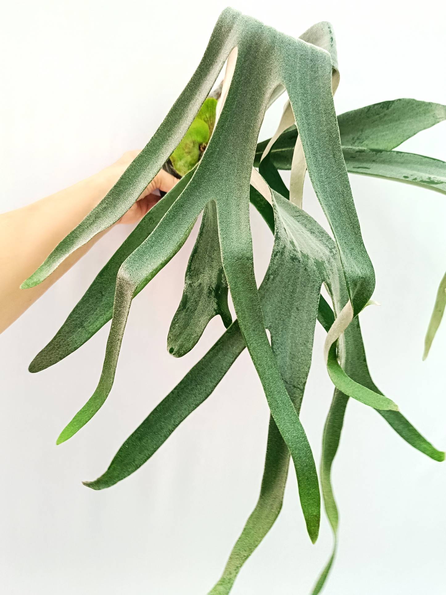 Platycerium Veitchii x Willinckii