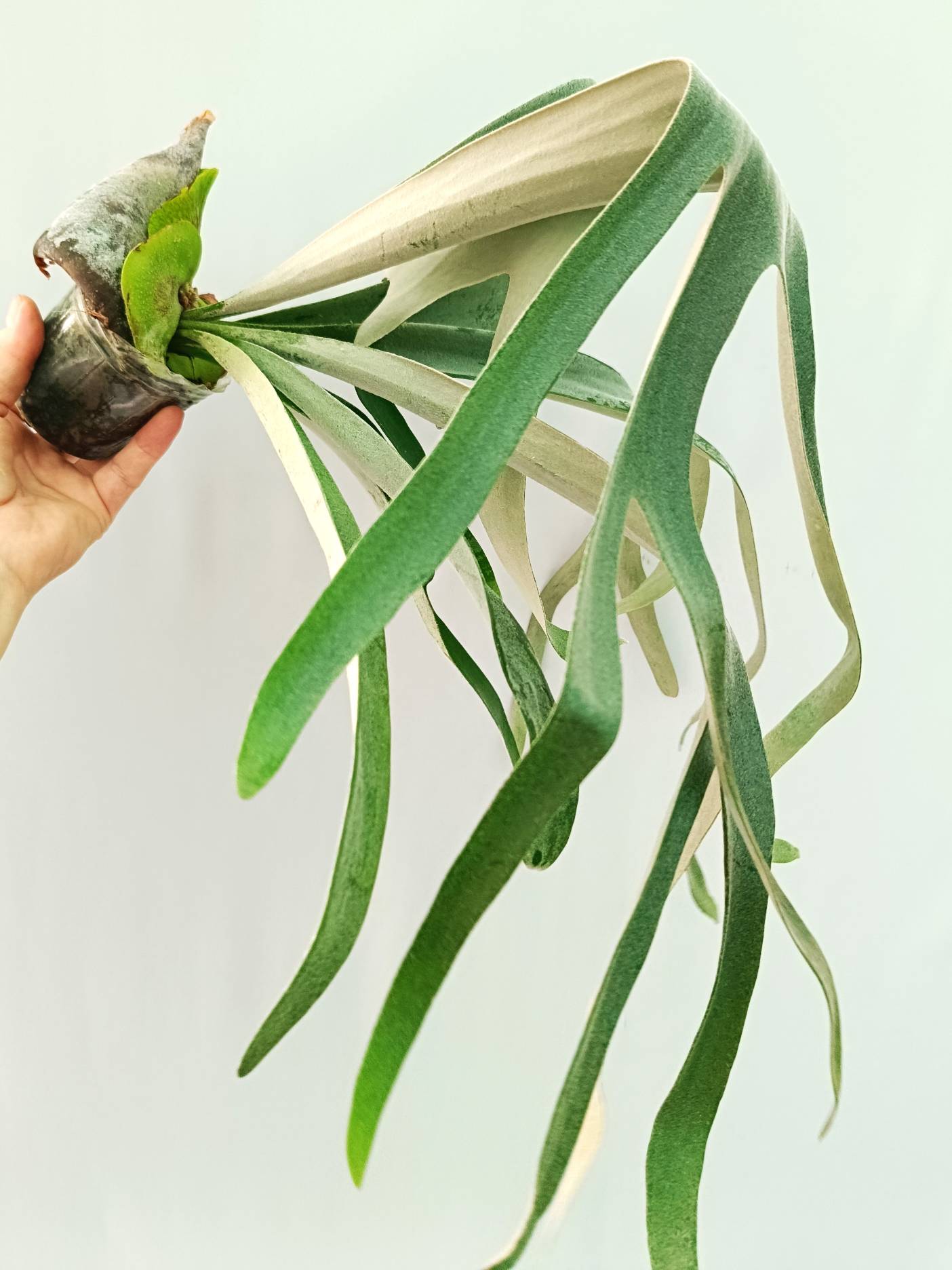 Platycerium Veitchii x Willinckii