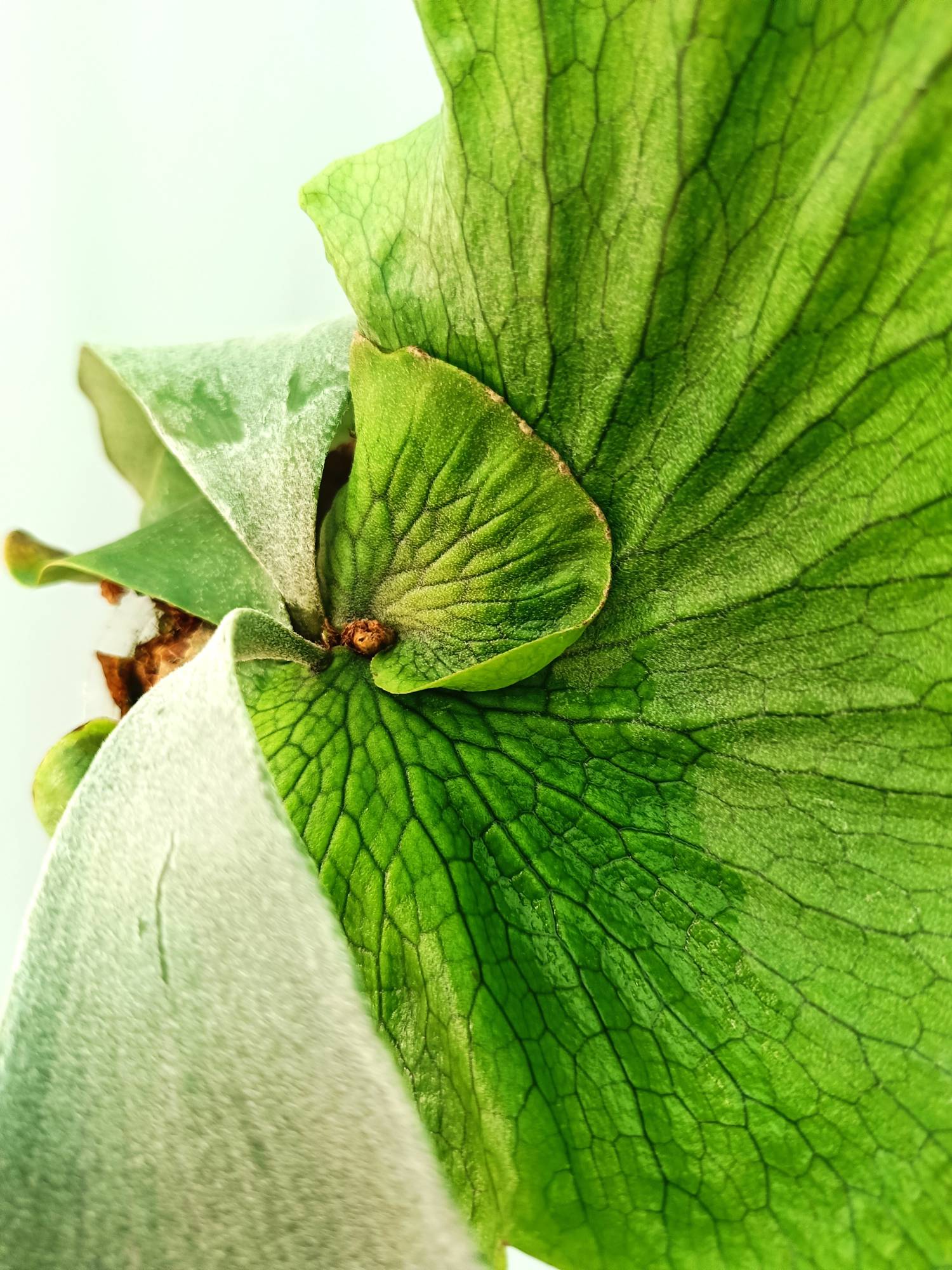 Platycerium Wandae x Veitchii