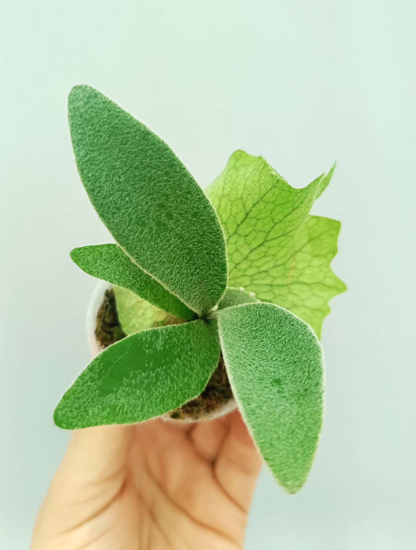 Platycerium 'Wolverine'