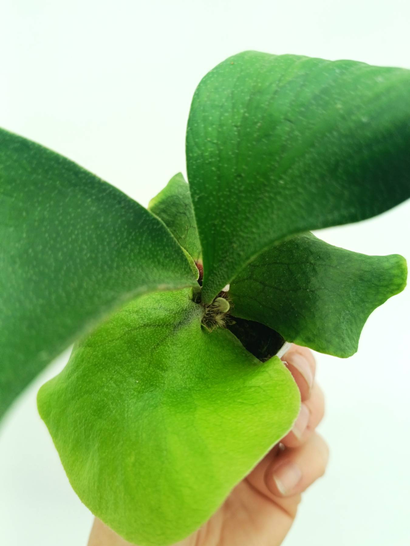 Platycerium alcicorne Africa