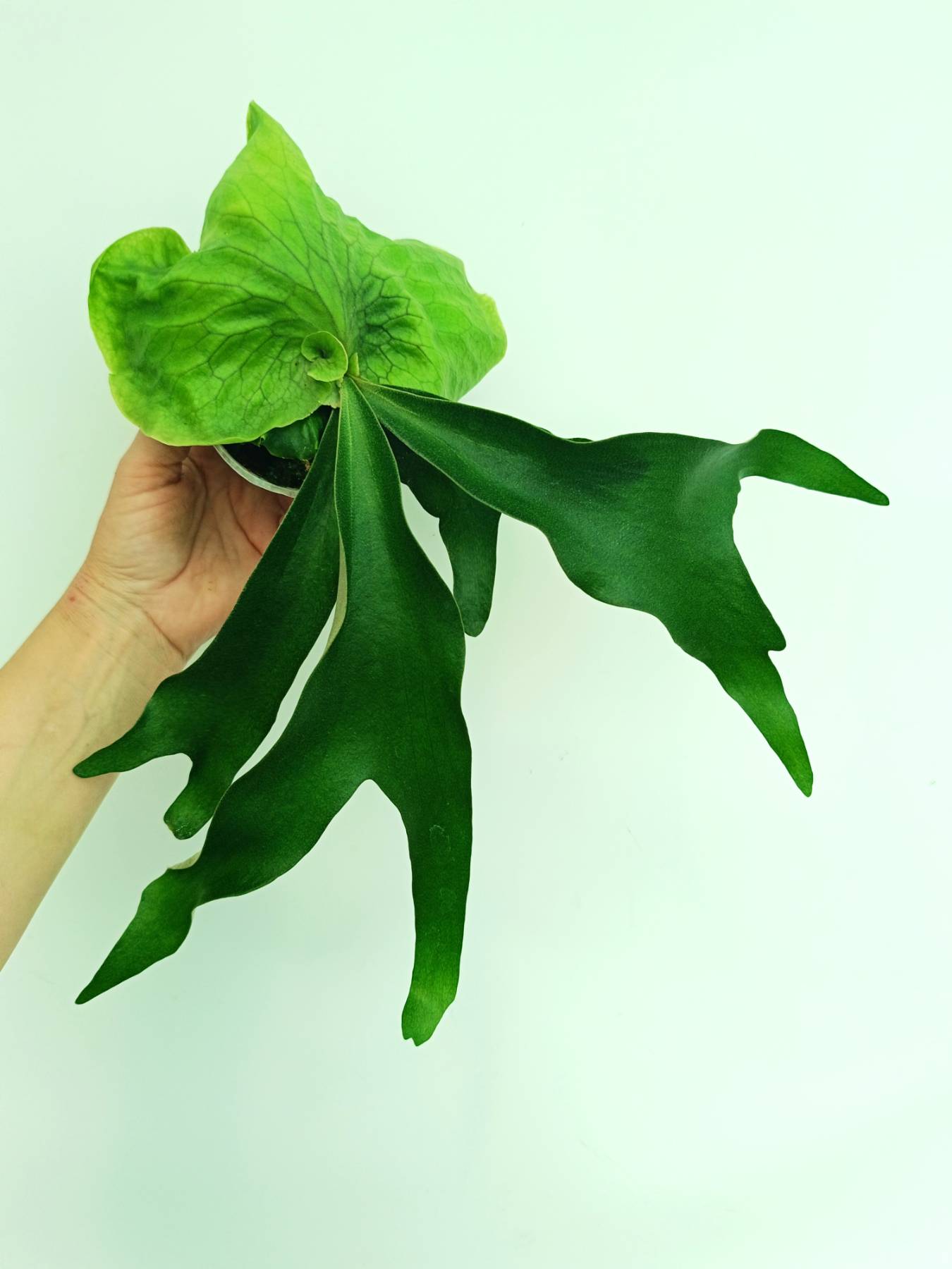 Platycerium Horn's Surprise