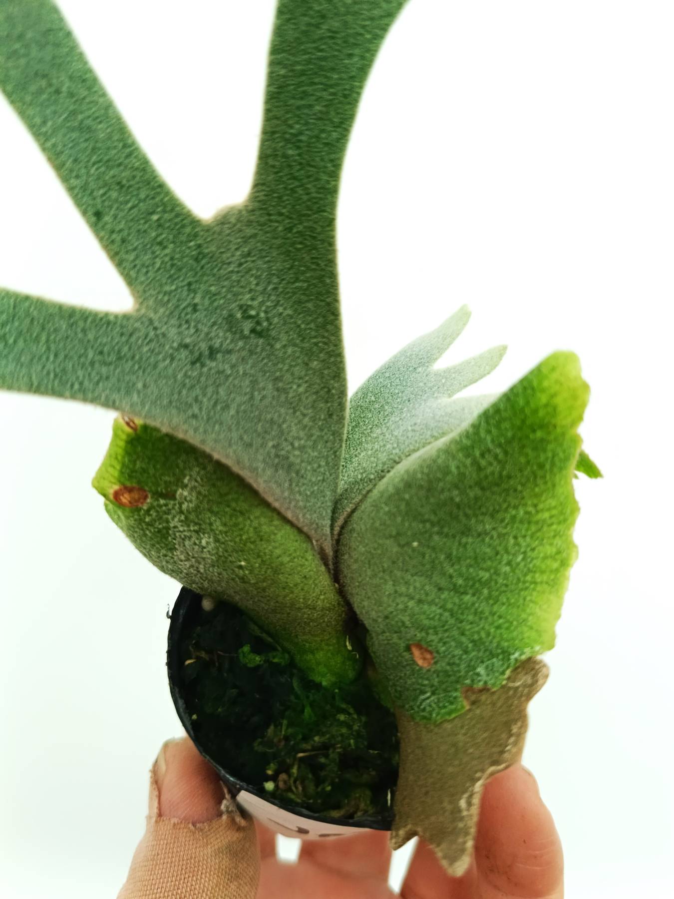 Platycerium jade girl