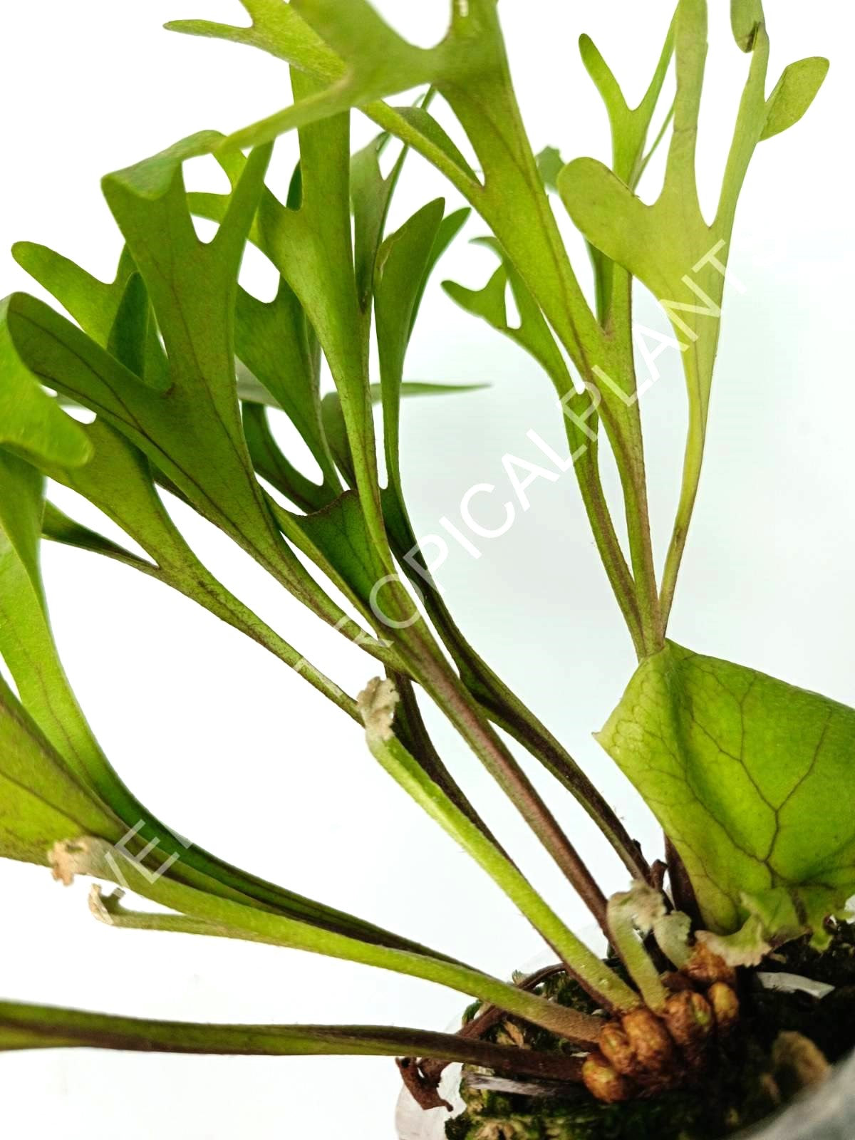 Platycerium Ridleyi var. Coral