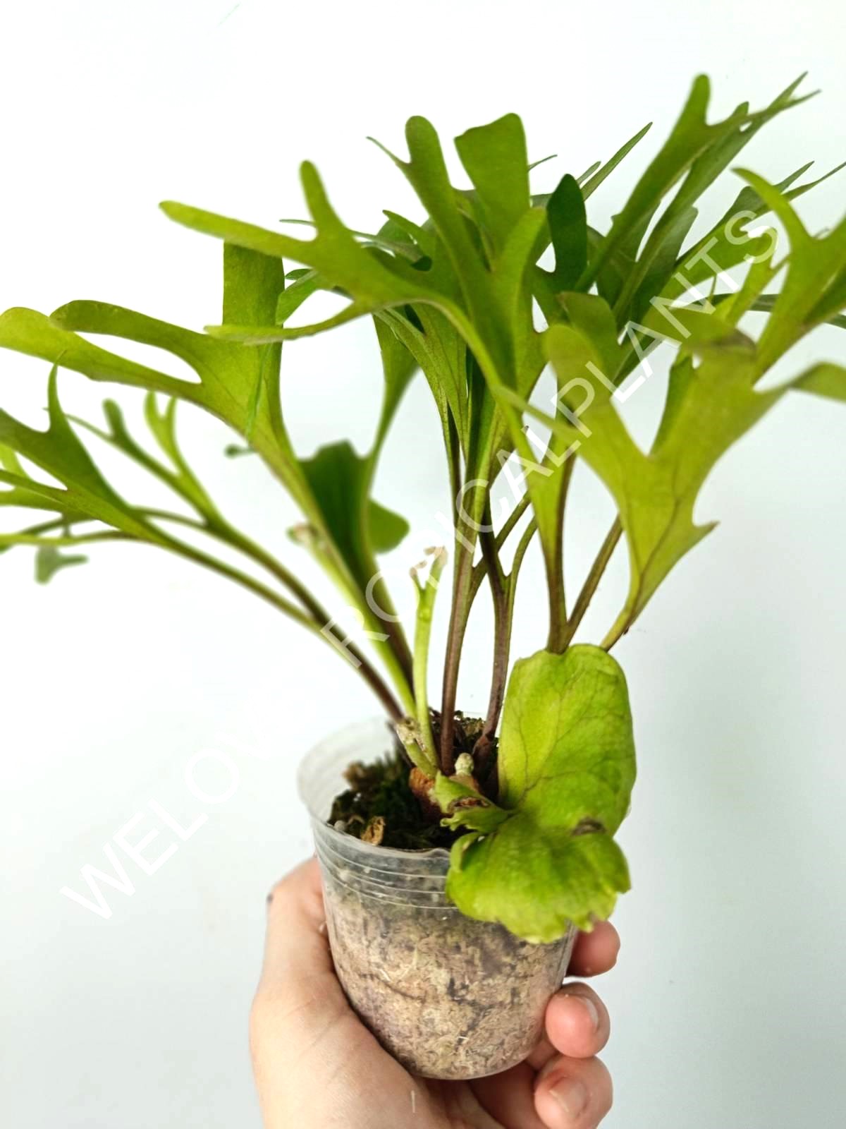 Platycerium Ridleyi var. Coral