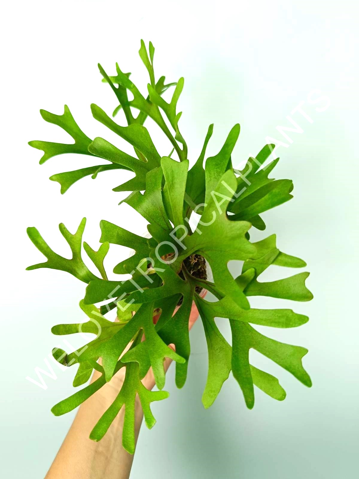 Platycerium Ridleyi var. Coral