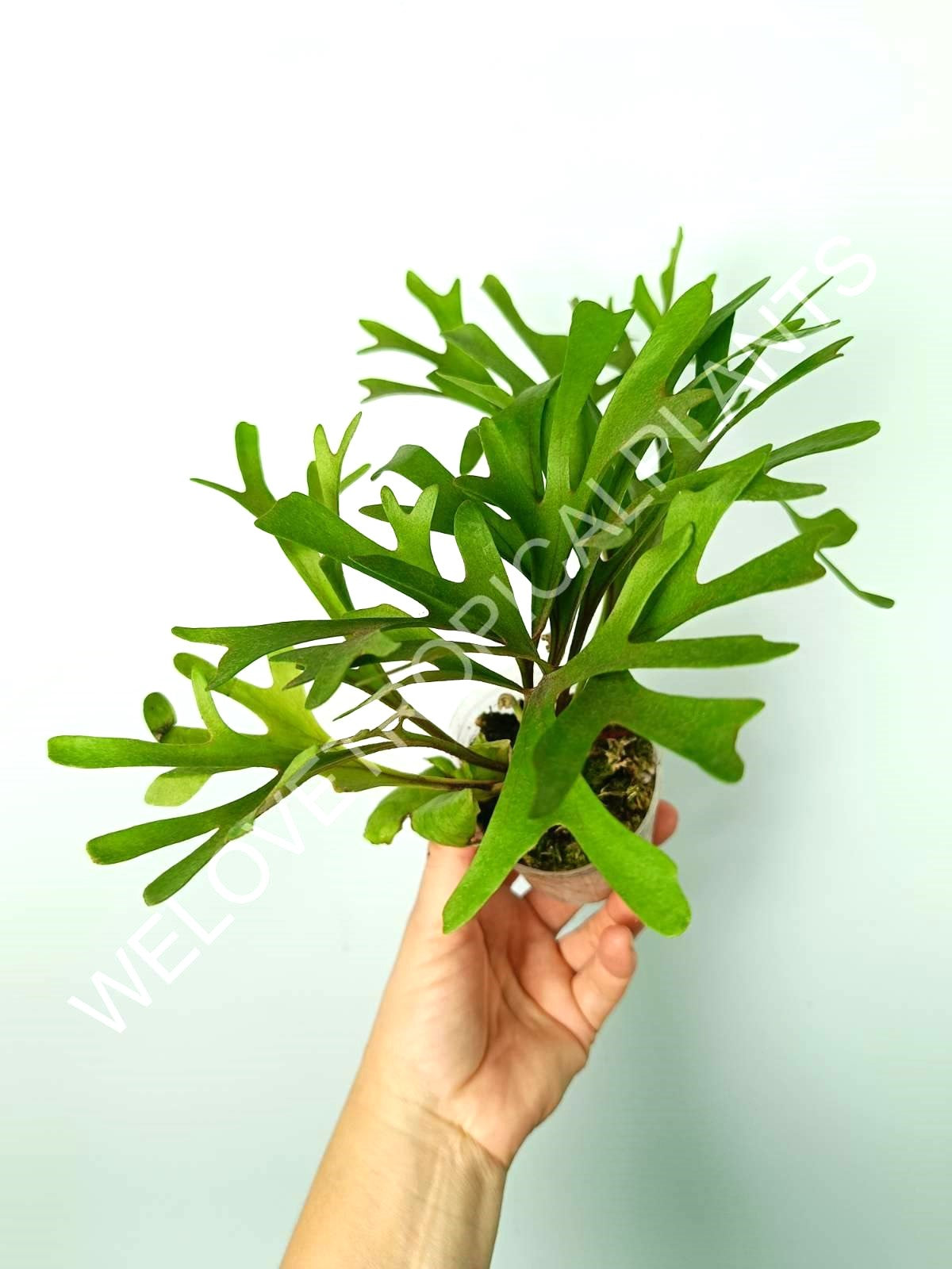 Platycerium Ridleyi var. Coral