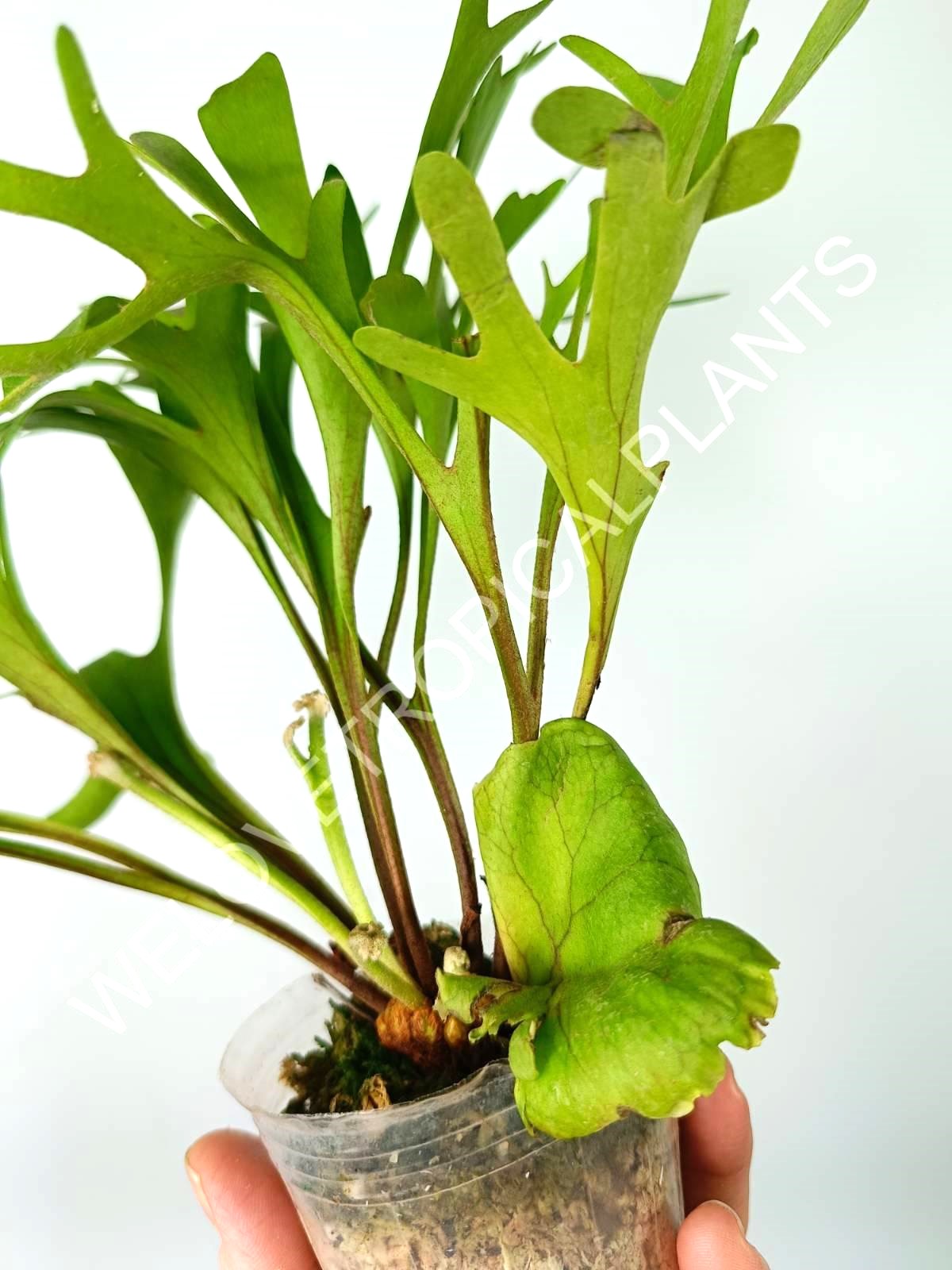 Platycerium Ridleyi var. Coral