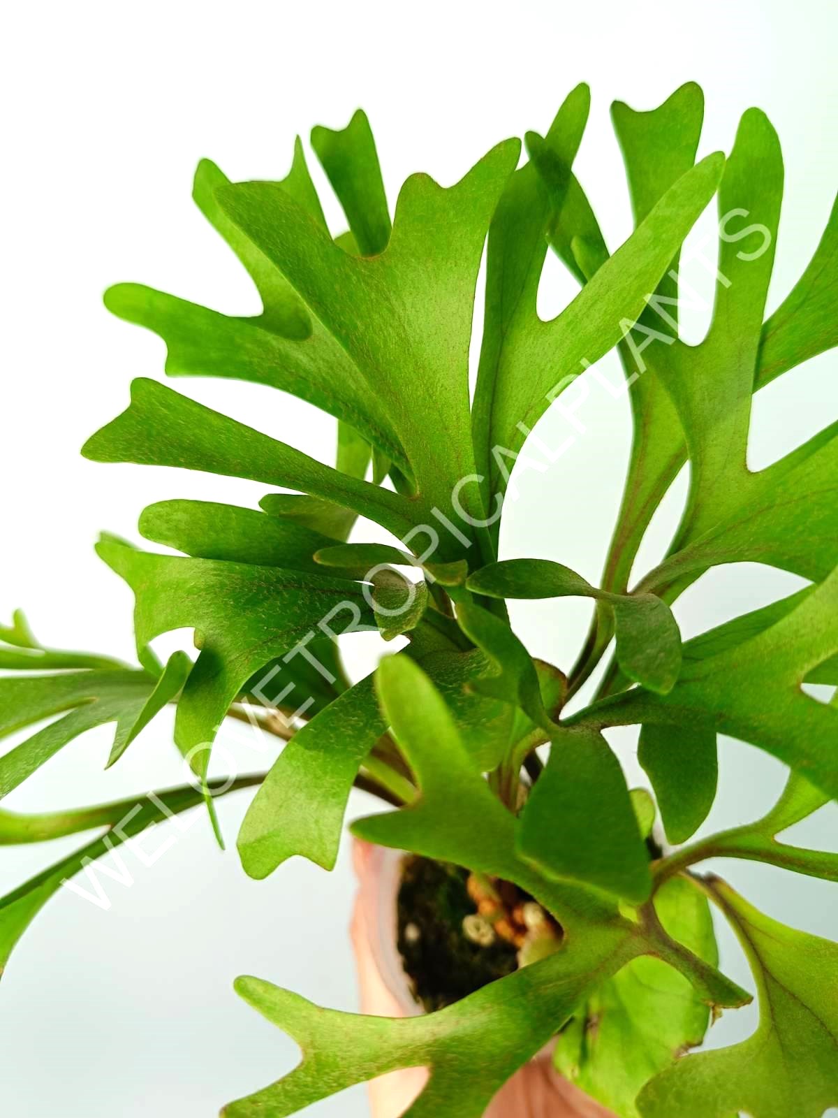 Platycerium Ridleyi var. Coral