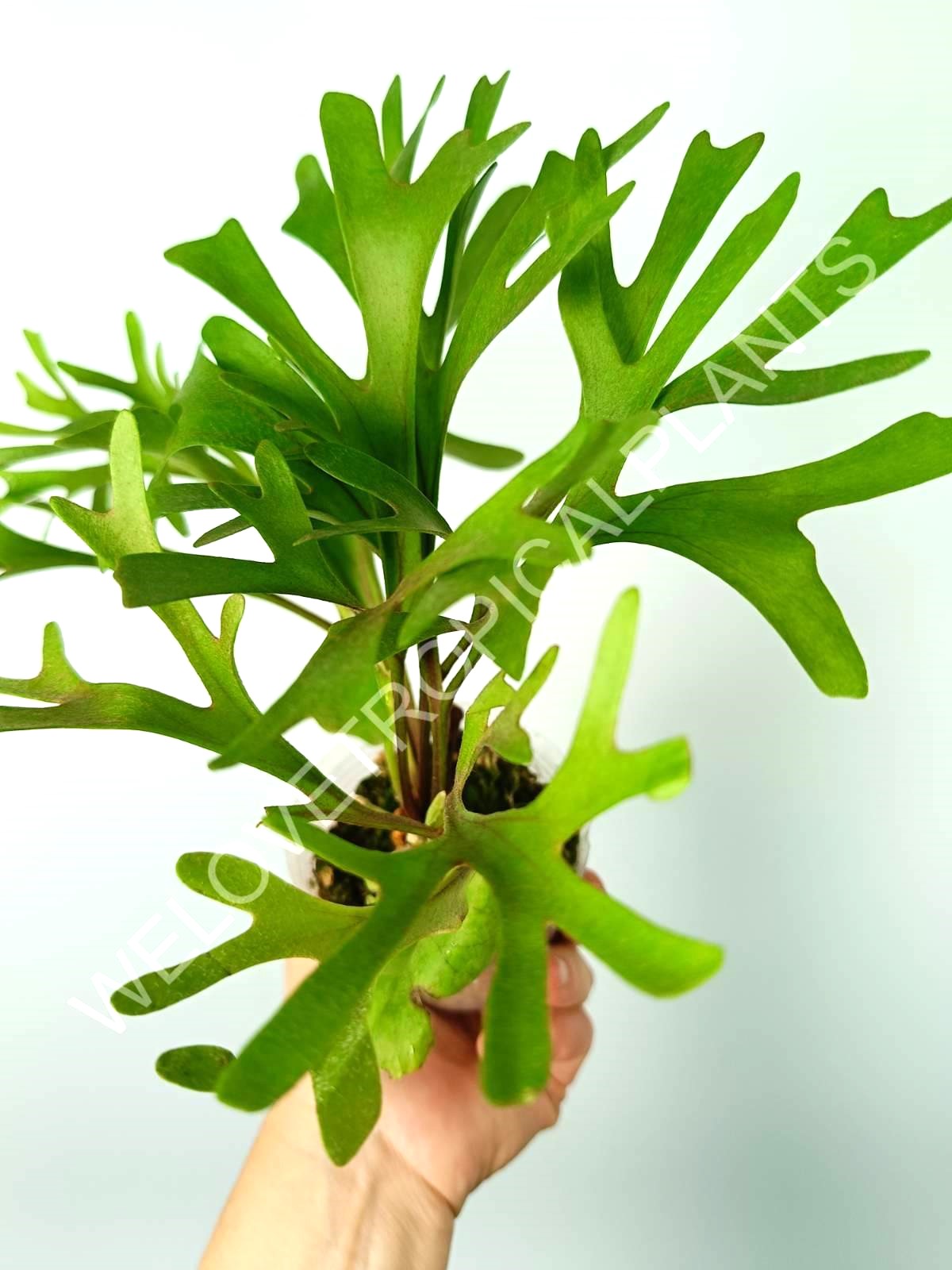 Platycerium Ridleyi var. Coral