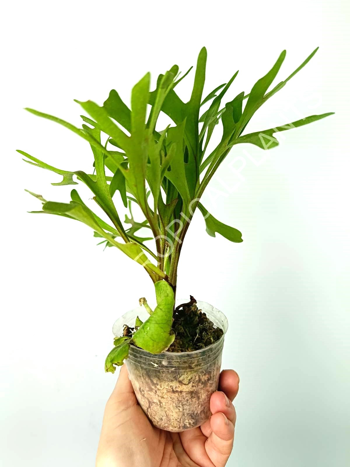 Platycerium Ridleyi var. Coral