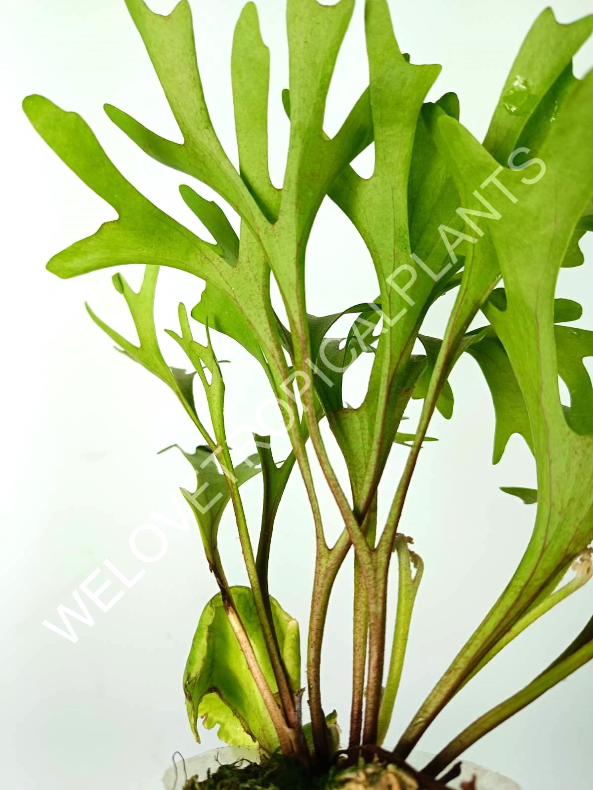 Platycerium Ridleyi var. Coral