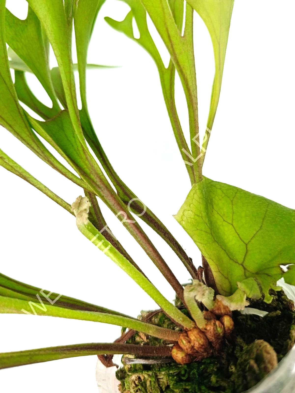 Platycerium Ridleyi var. Coral