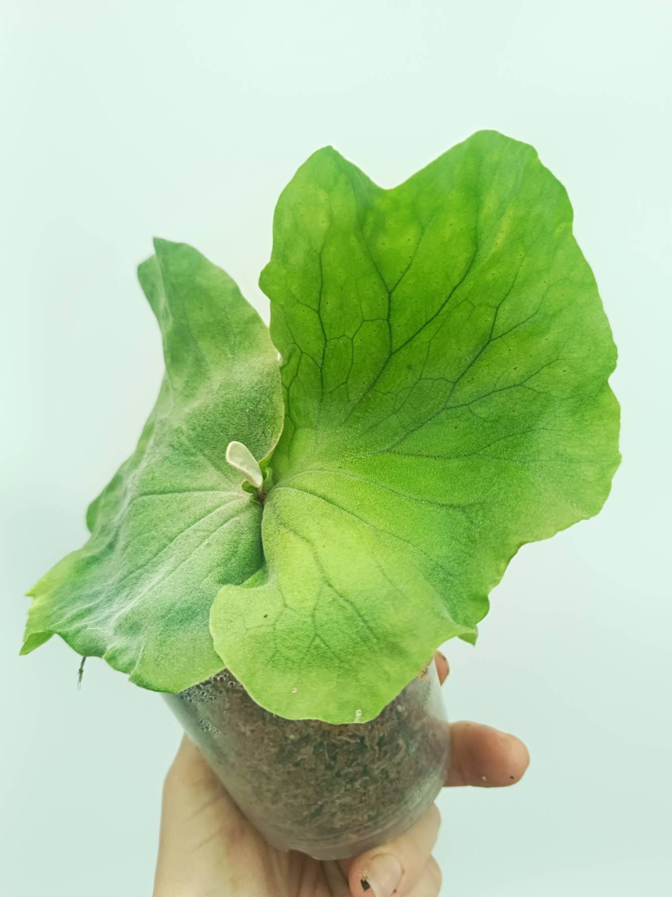 Platycerium elephantotis var. Mammuthus