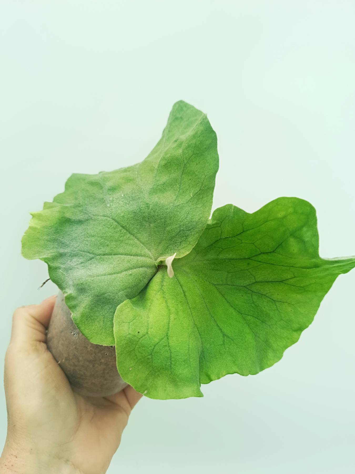 Platycerium elephantotis var. Mammuthus