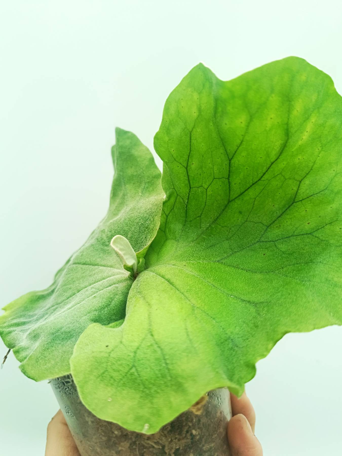 Platycerium elephantotis var. Mammuthus