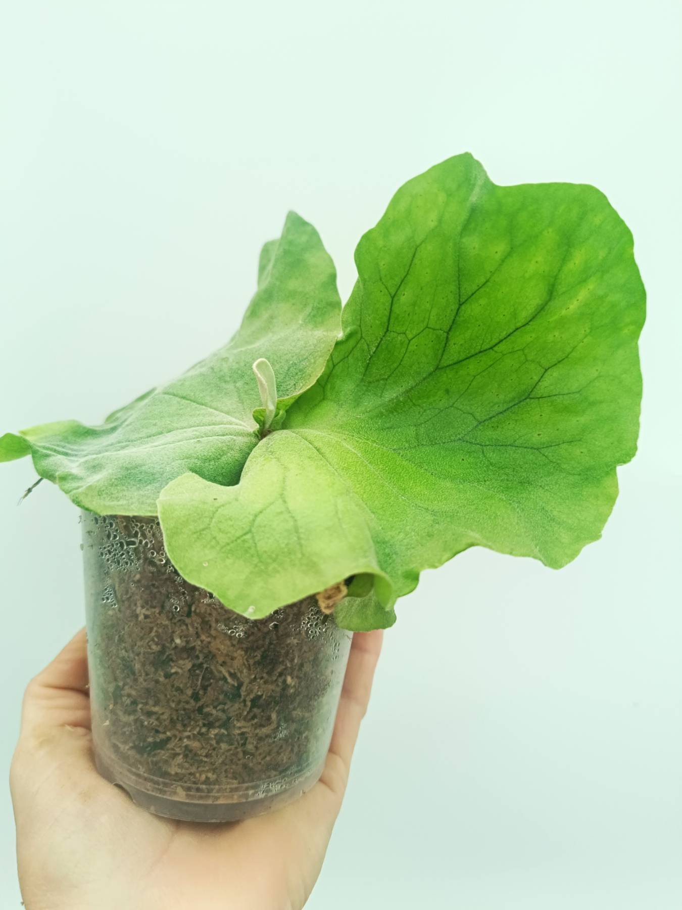 Platycerium elephantotis var. Mammuthus