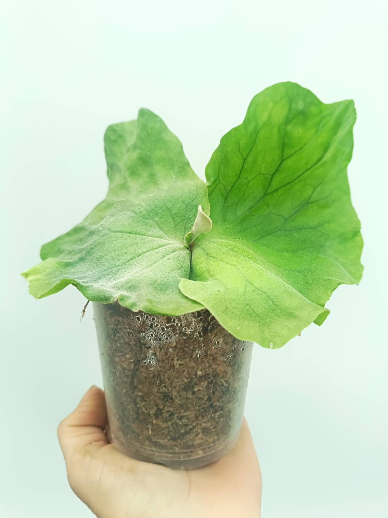 Platycerium elephantotis var. Mammuthus