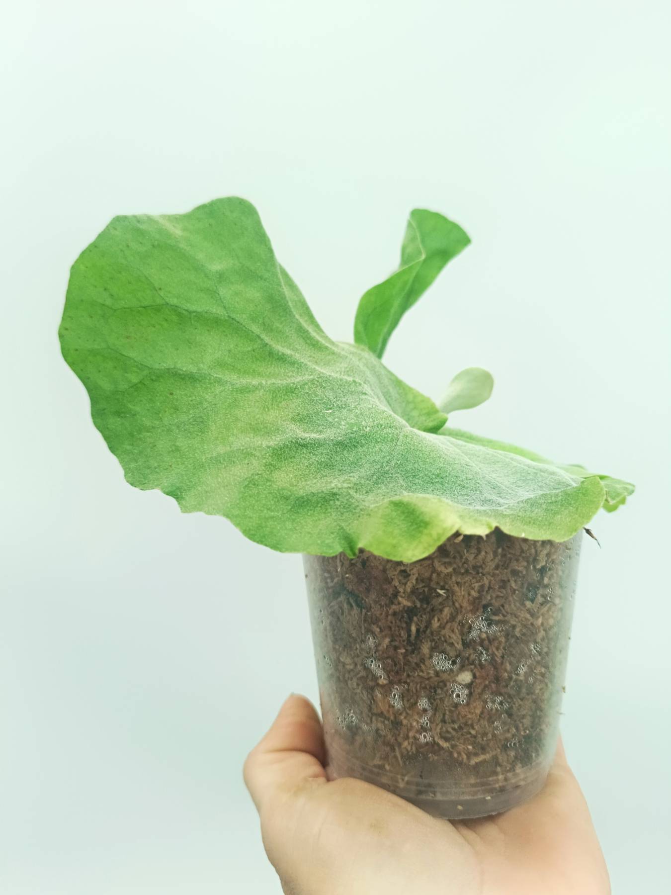 Platycerium elephantotis var. Mammuthus