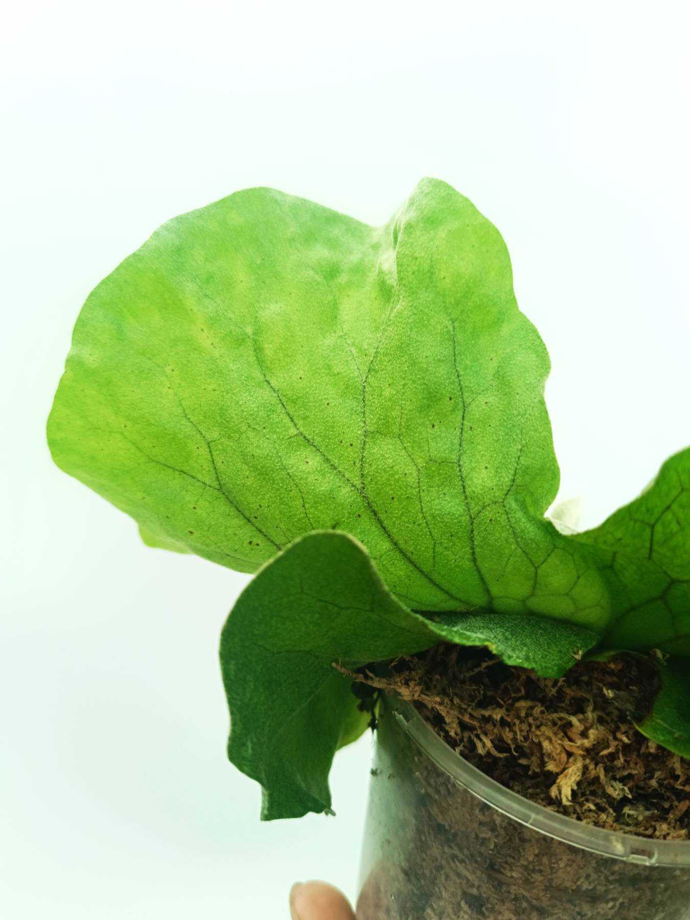 Platycerium elephantotis var. Mammuthus