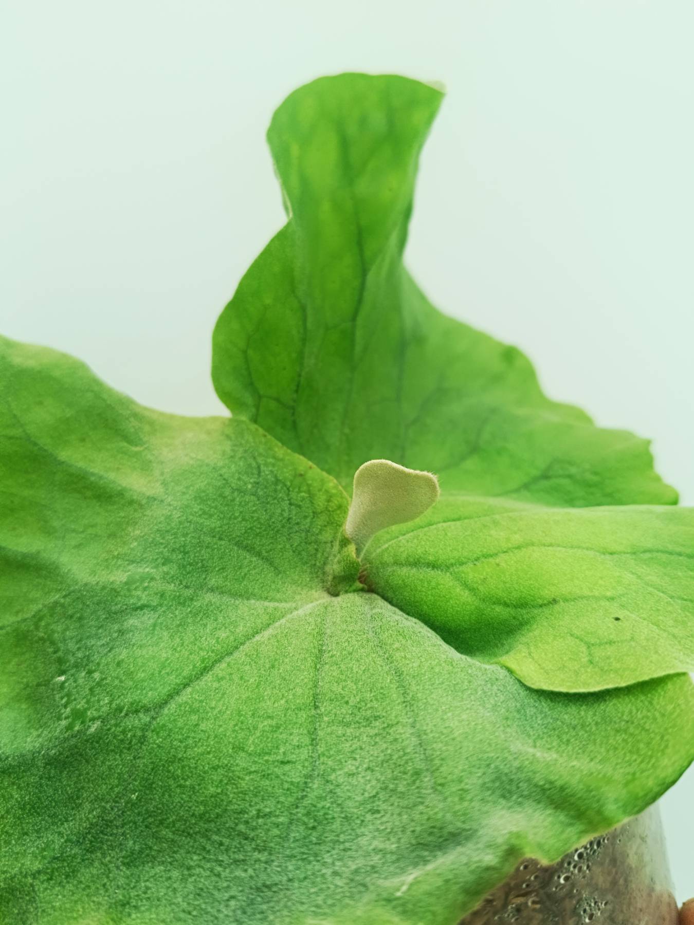 Platycerium elephantotis var. Mammuthus