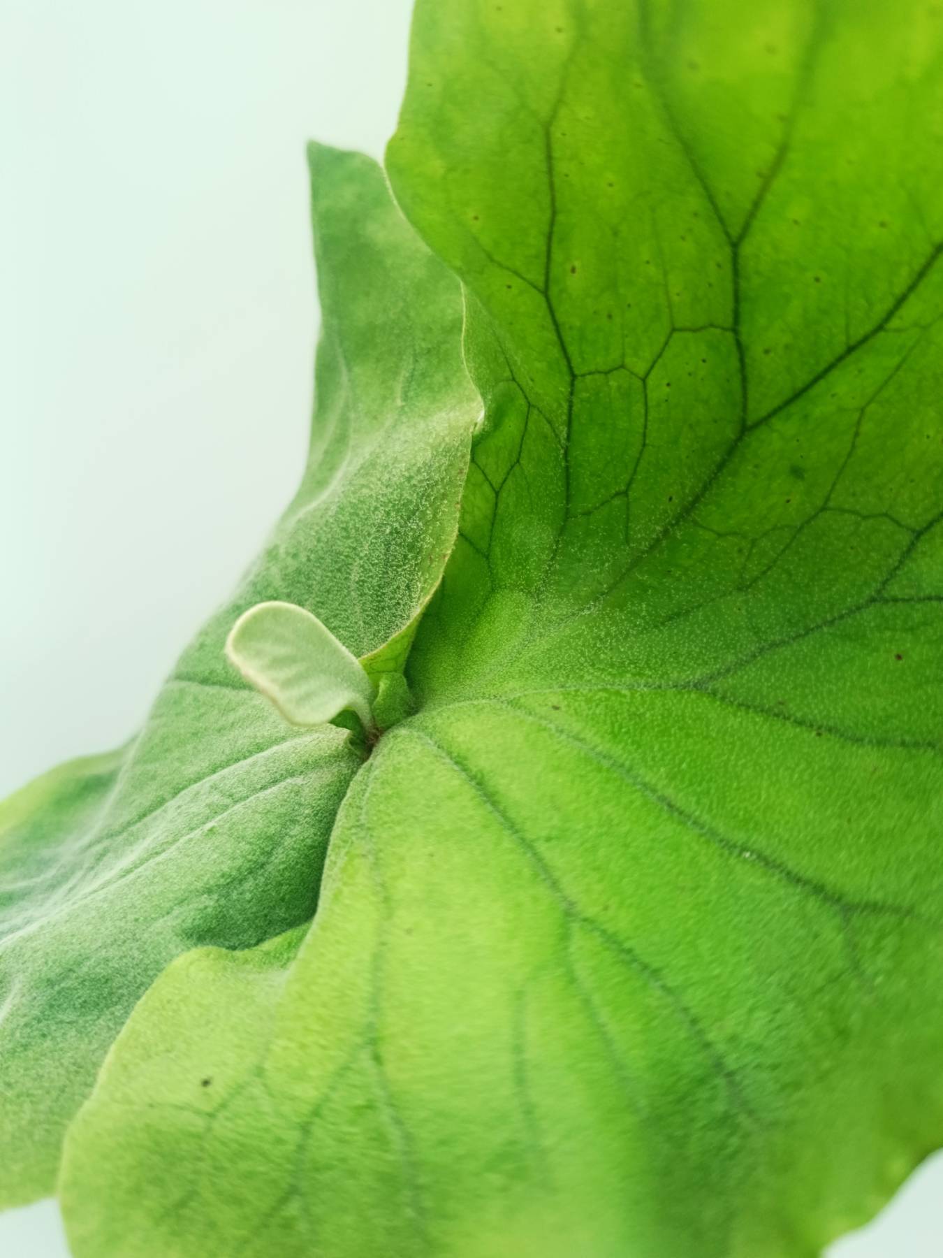 Platycerium elephantotis var. Mammuthus