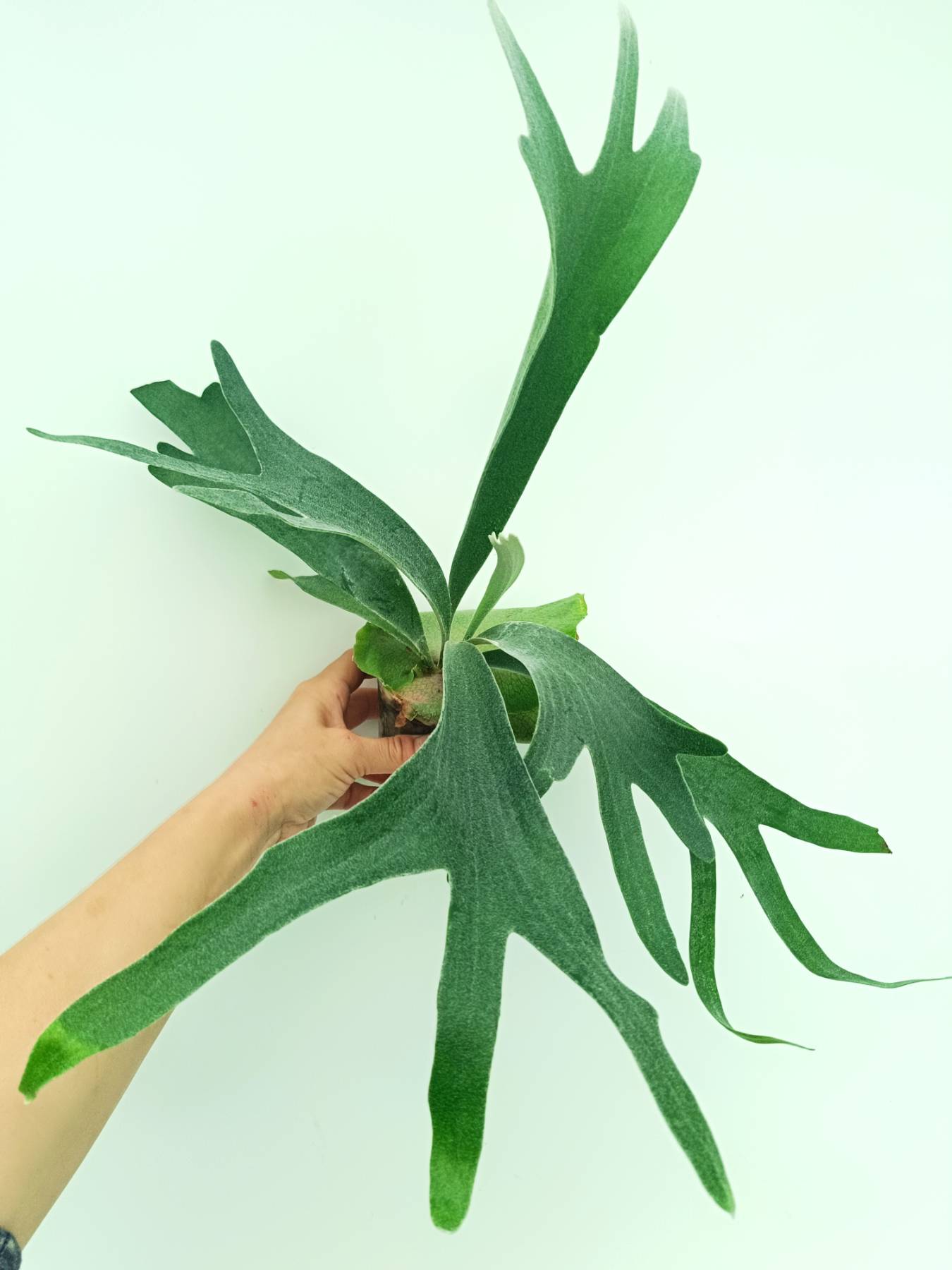 Platycerium veitchii x bifurcatum 'White & Shine'