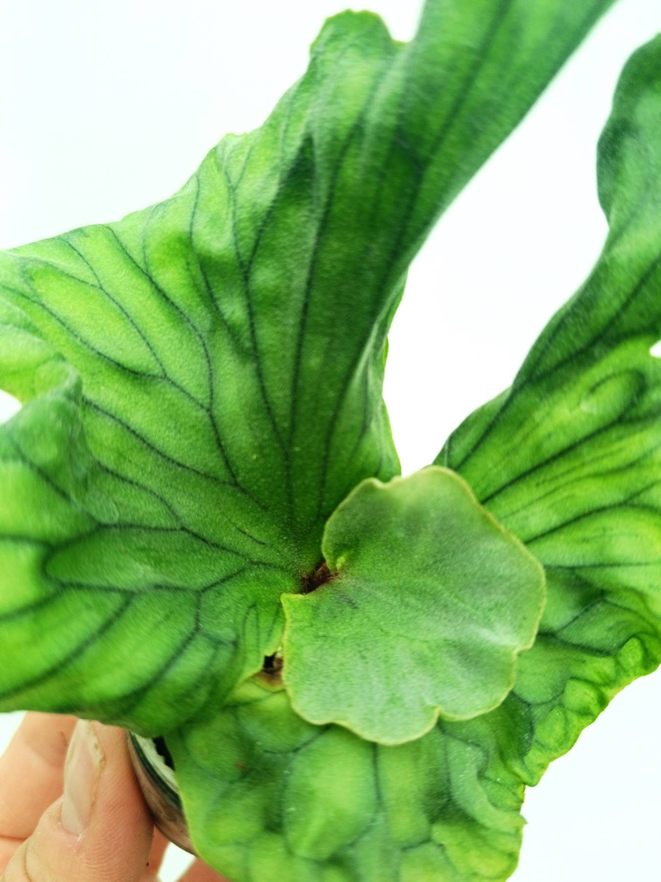 Platycerium wandae Dwarf & Curling