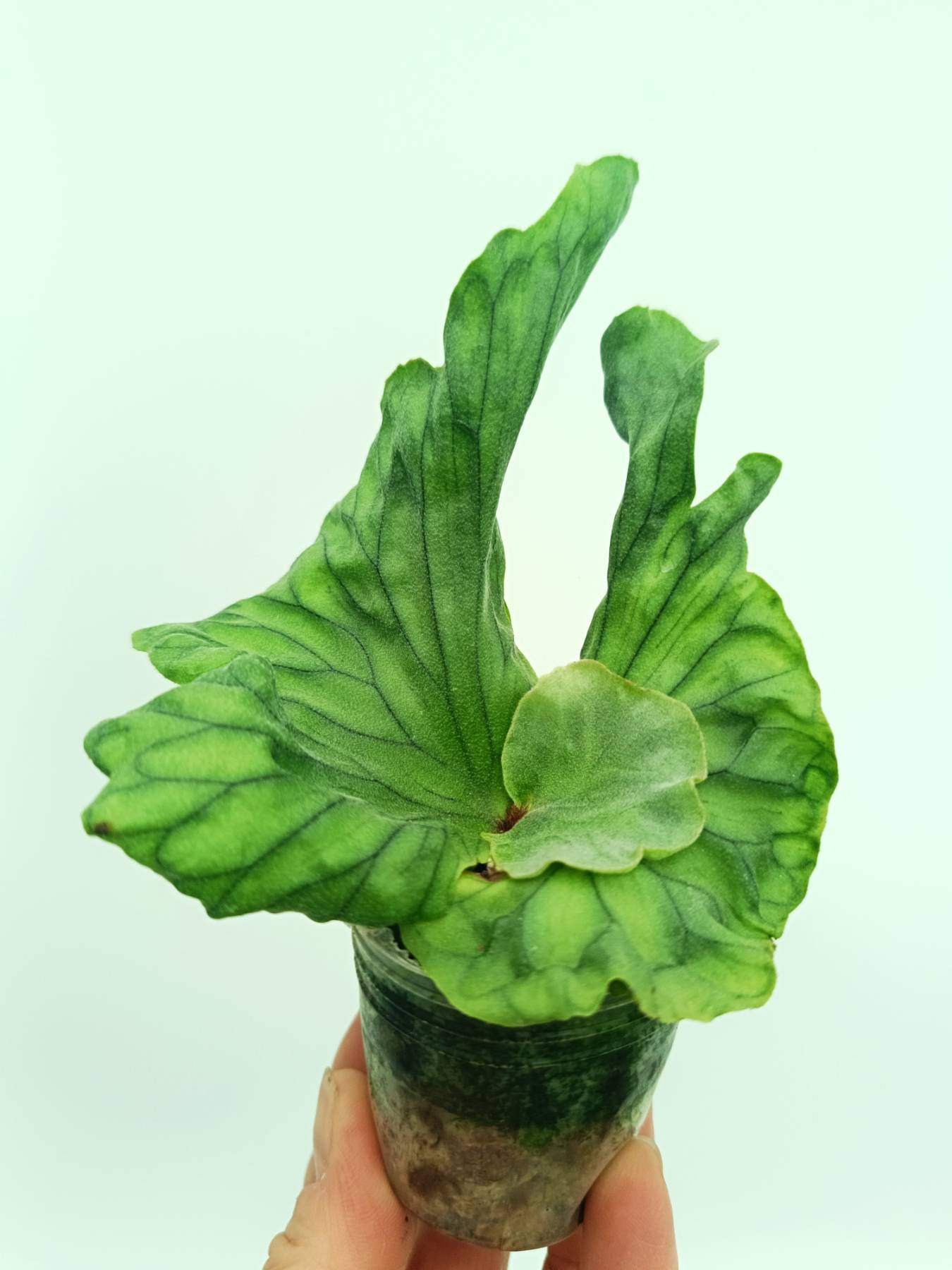 Platycerium wandae Dwarf & Curling