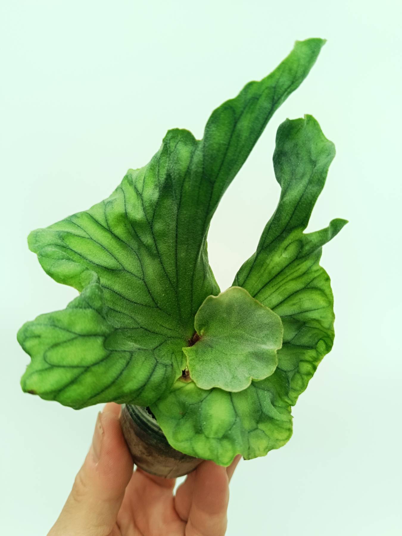 Platycerium wandae Dwarf & Curling