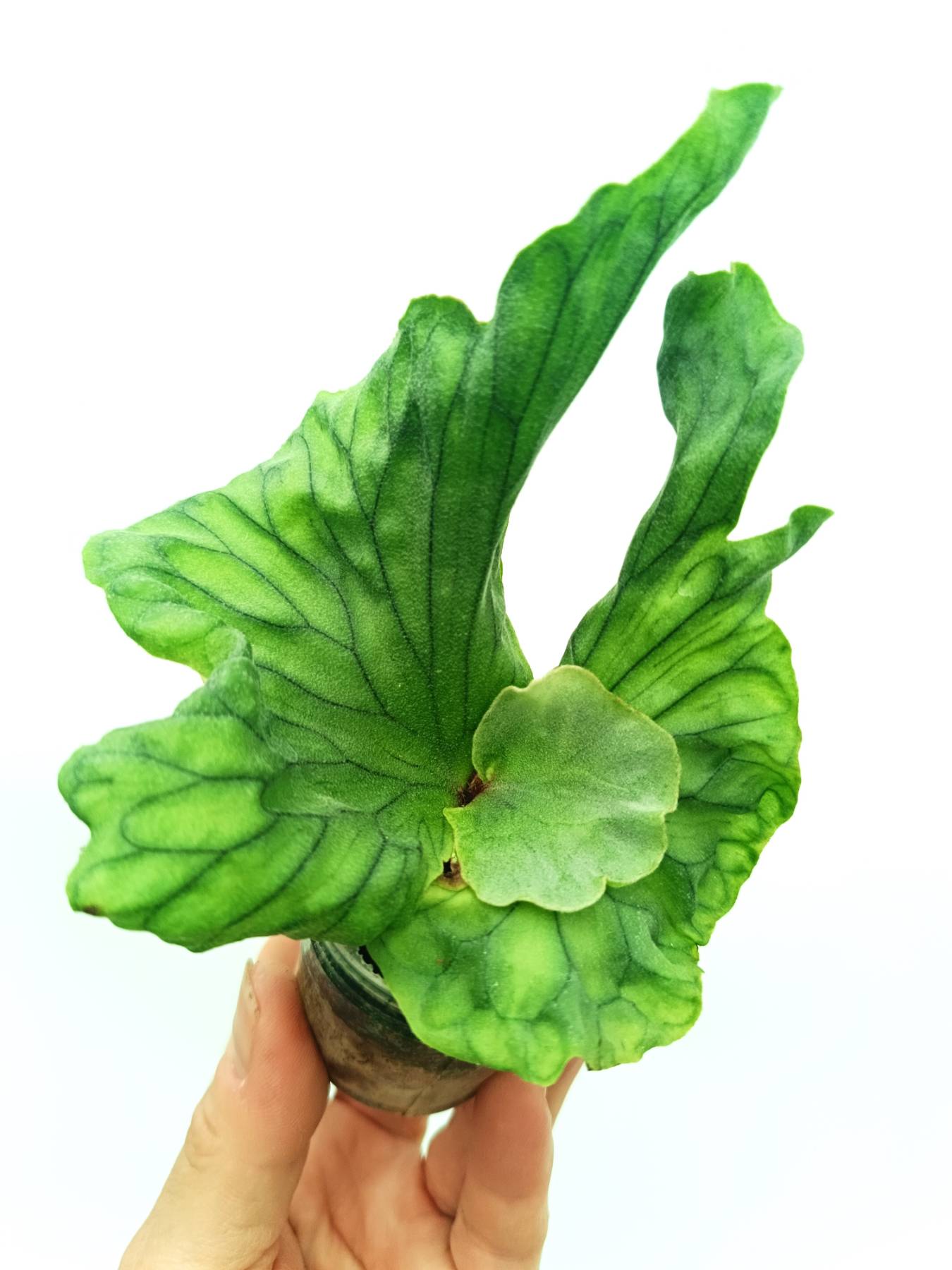 Platycerium wandae Dwarf & Curling