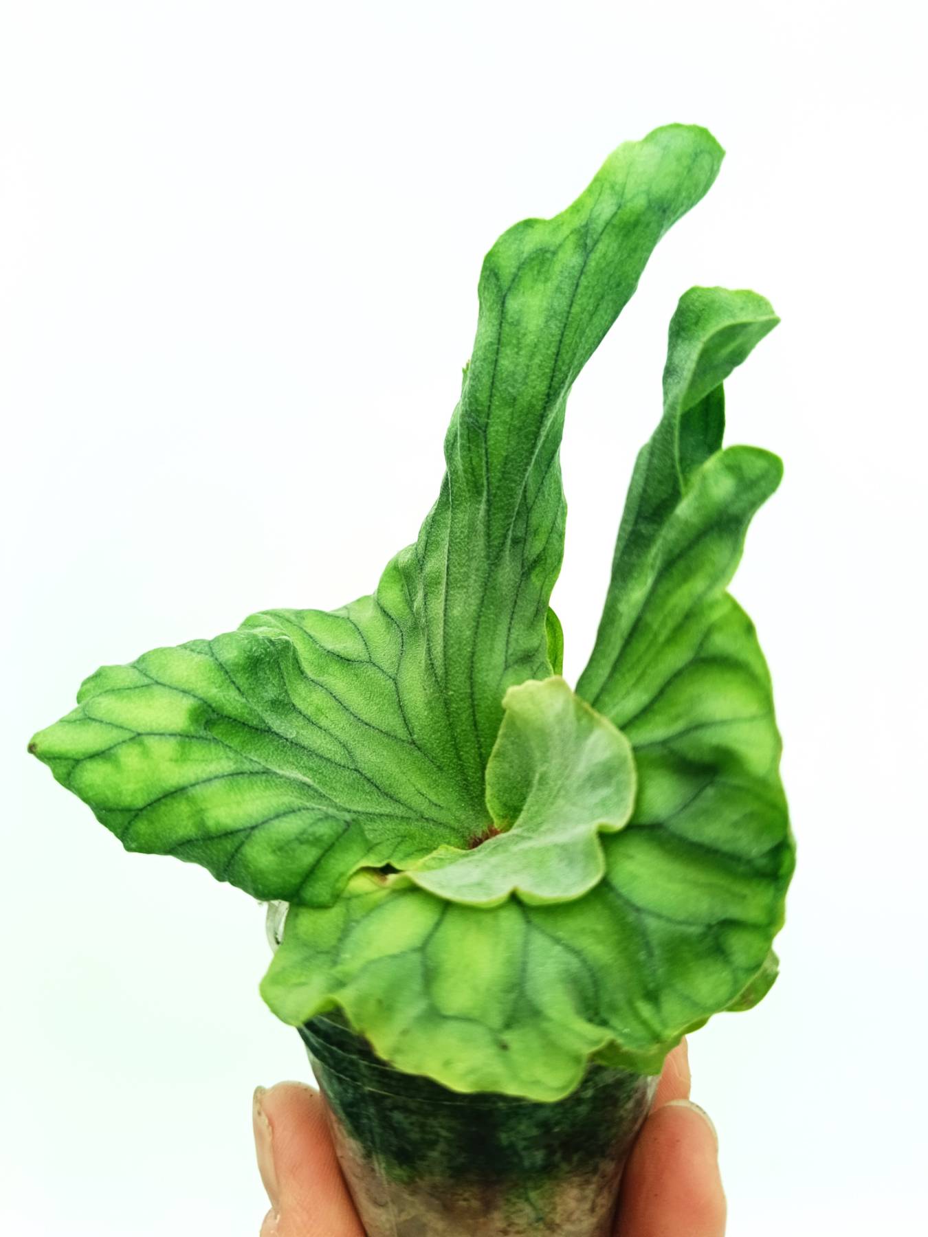 Platycerium wandae Dwarf & Curling