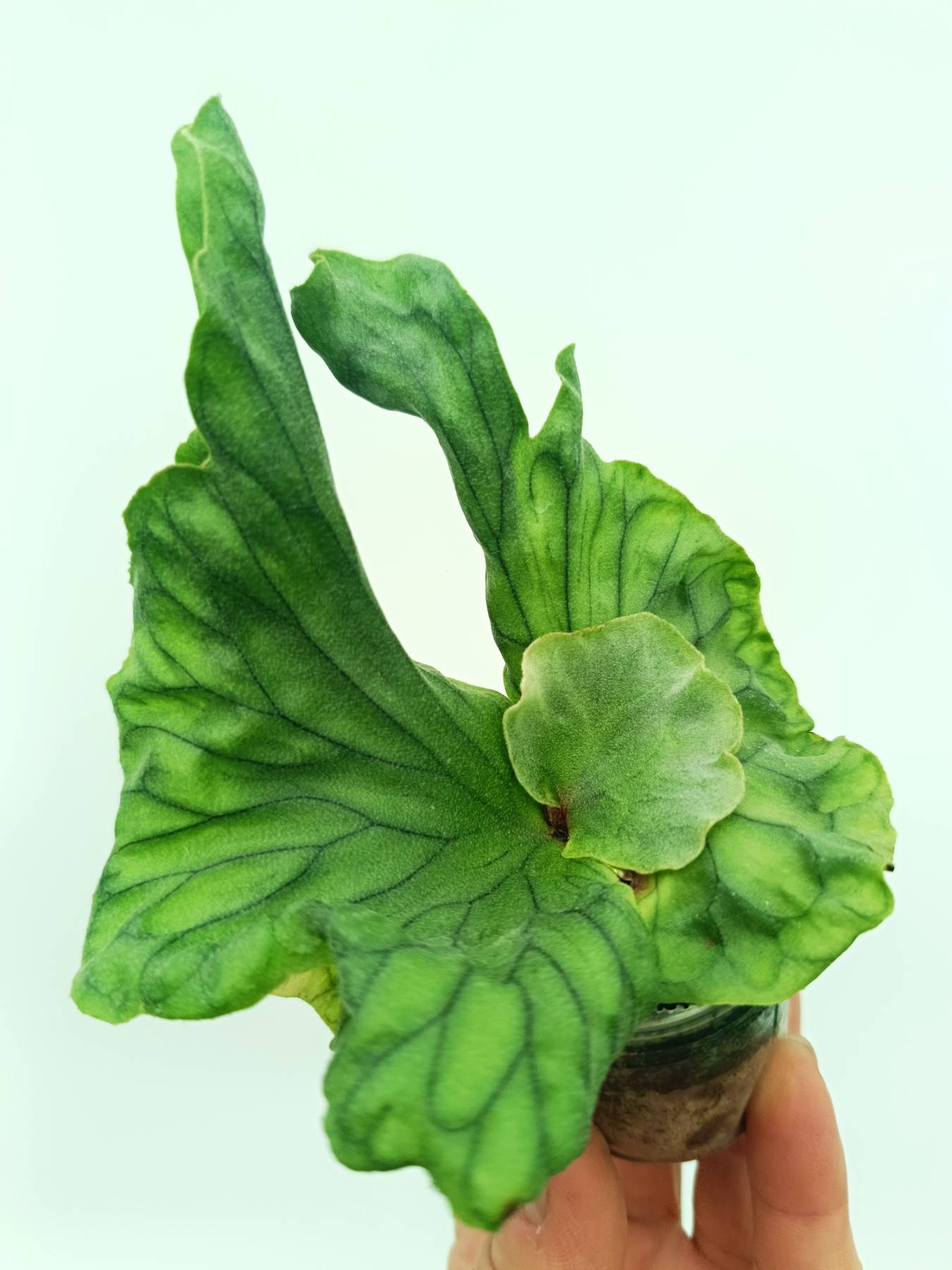 Platycerium wandae Dwarf & Curling