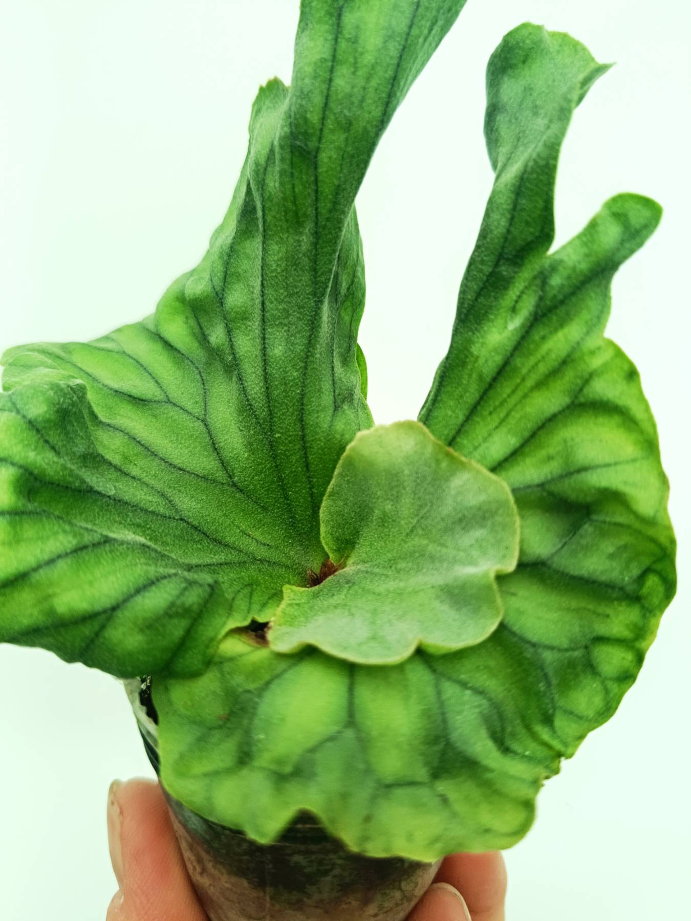 Platycerium wandae Dwarf & Curling