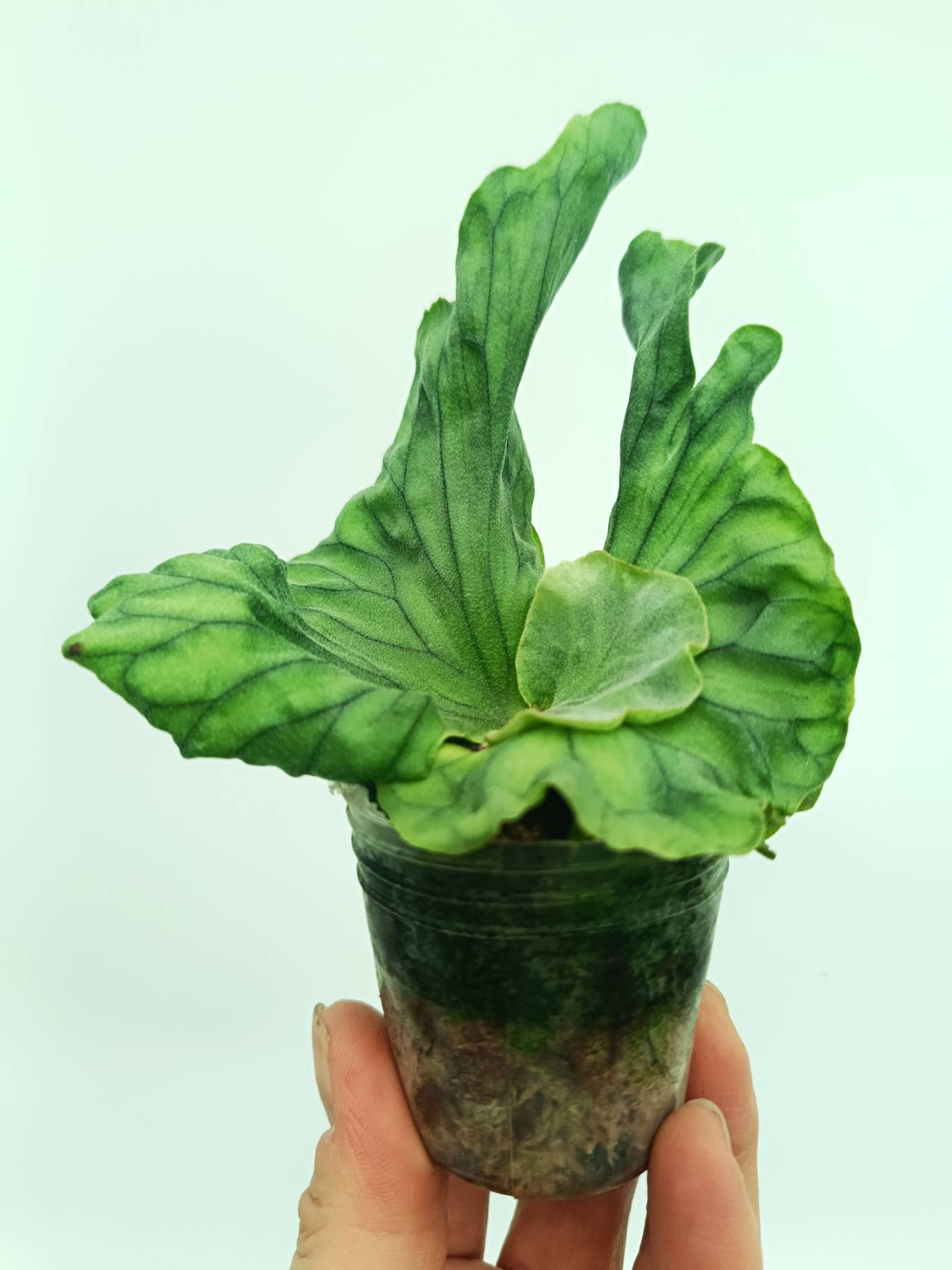 Platycerium wandae Dwarf & Curling