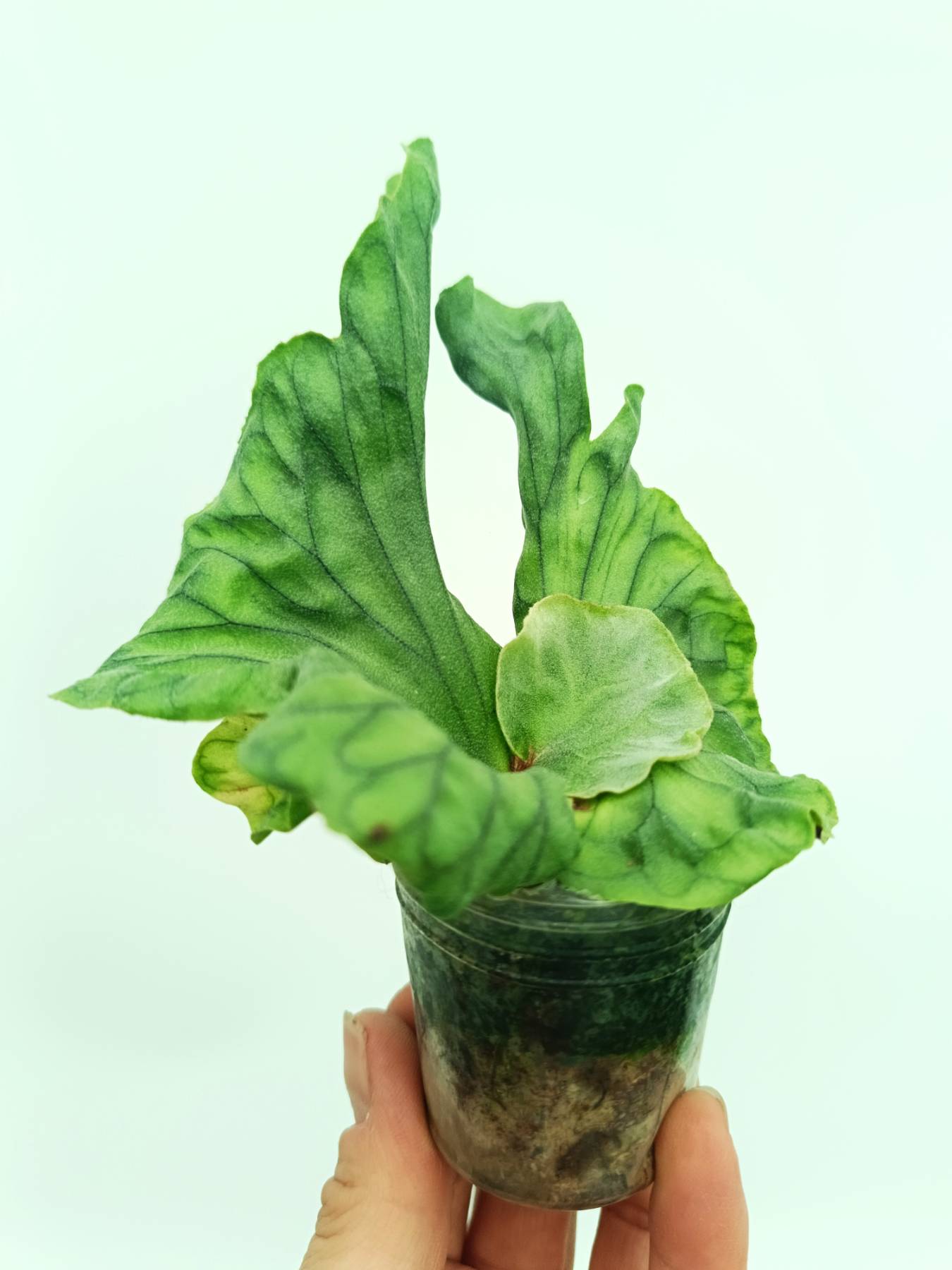 Platycerium wandae Dwarf & Curling