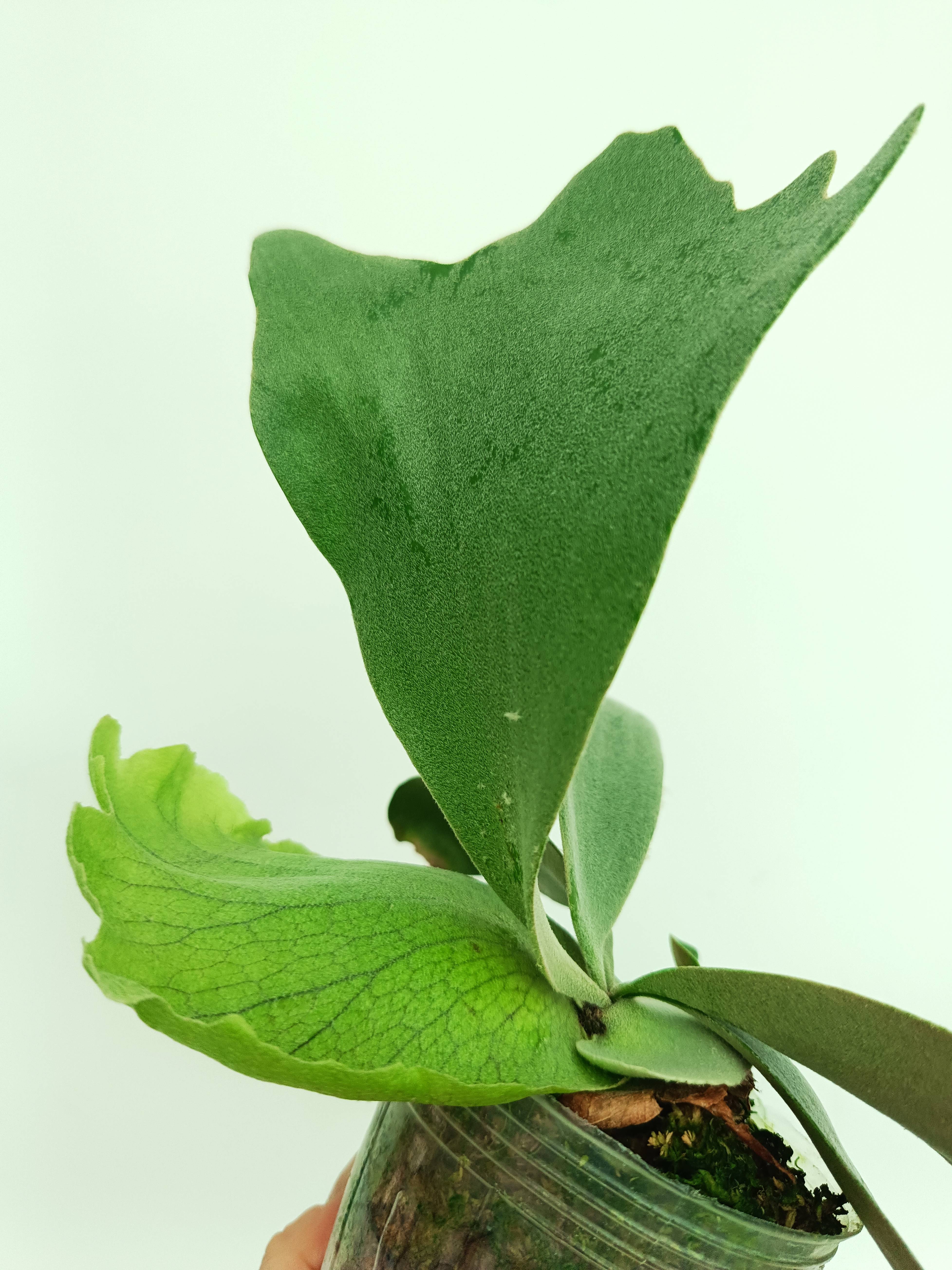 Platycerium willinckii