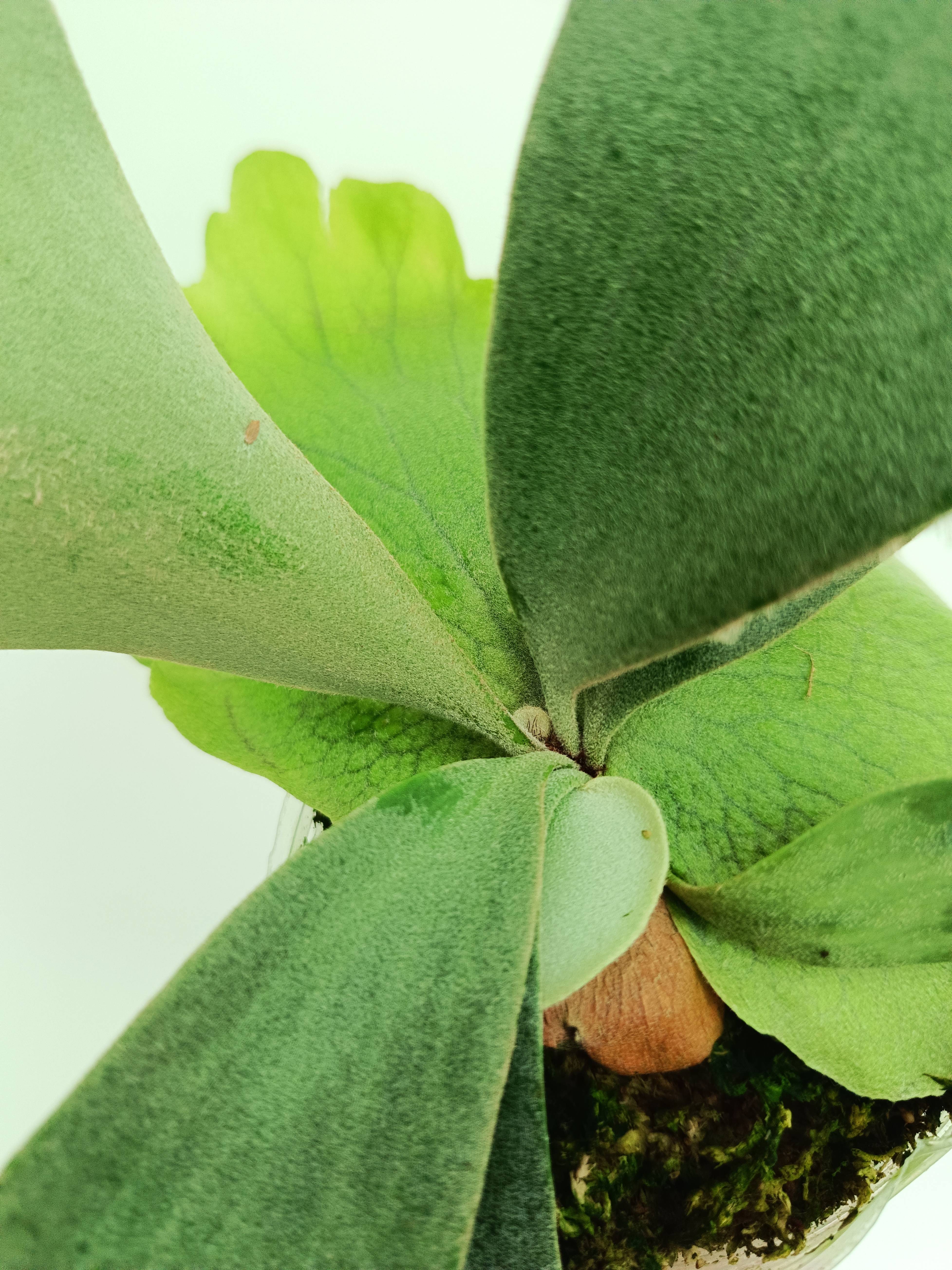 Platycerium willinckii