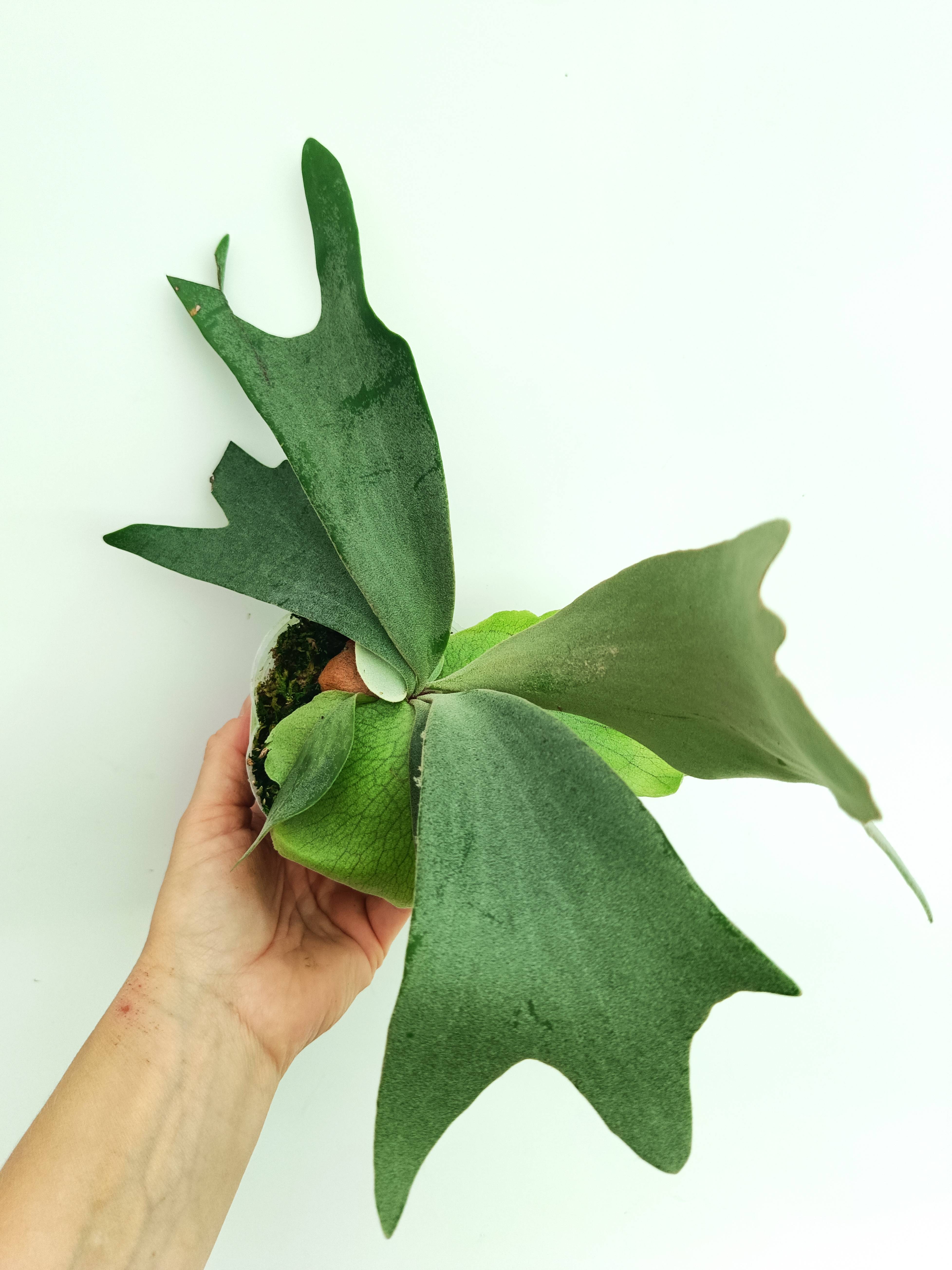 Platycerium willinckii