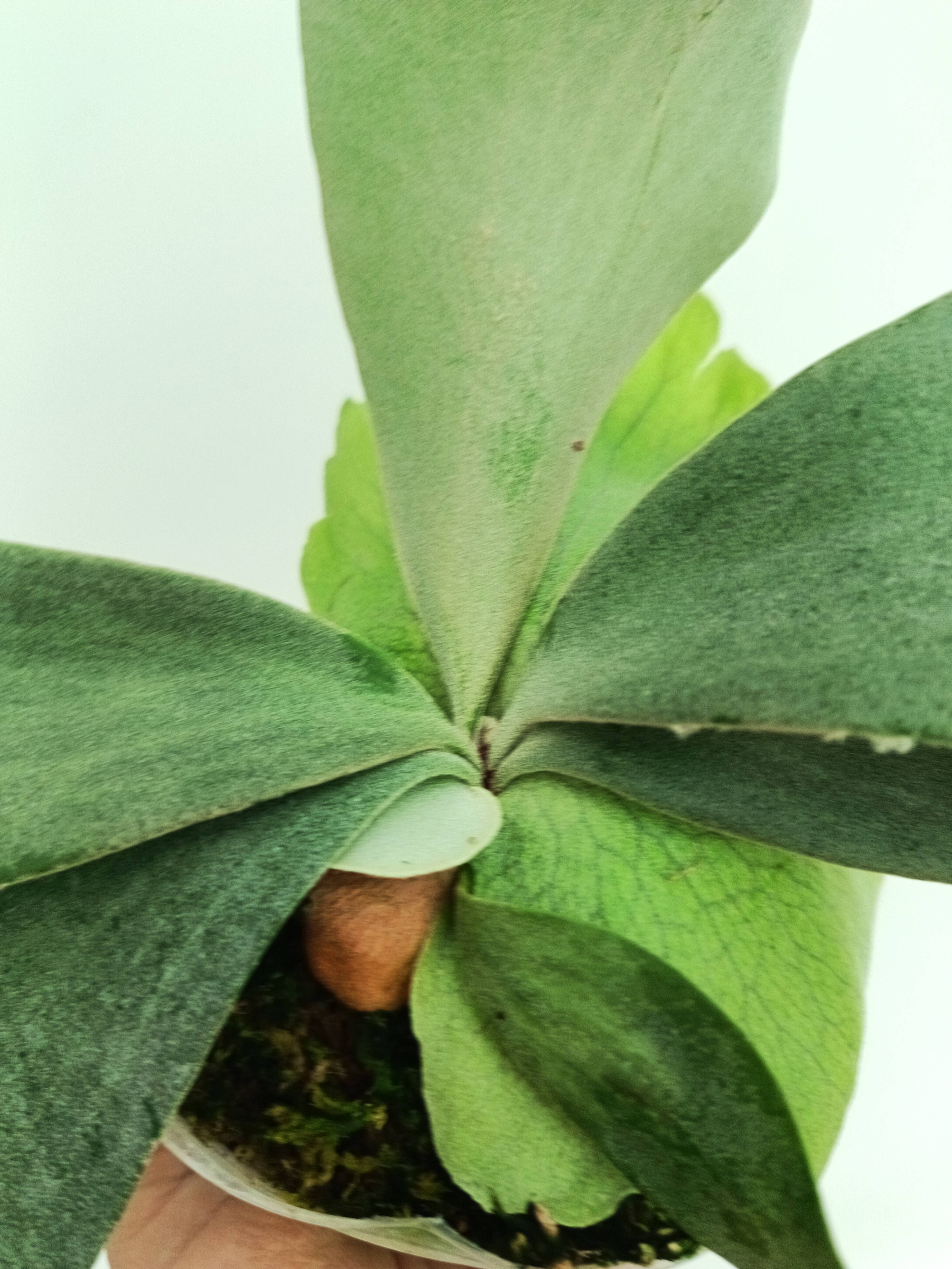 Platycerium willinckii