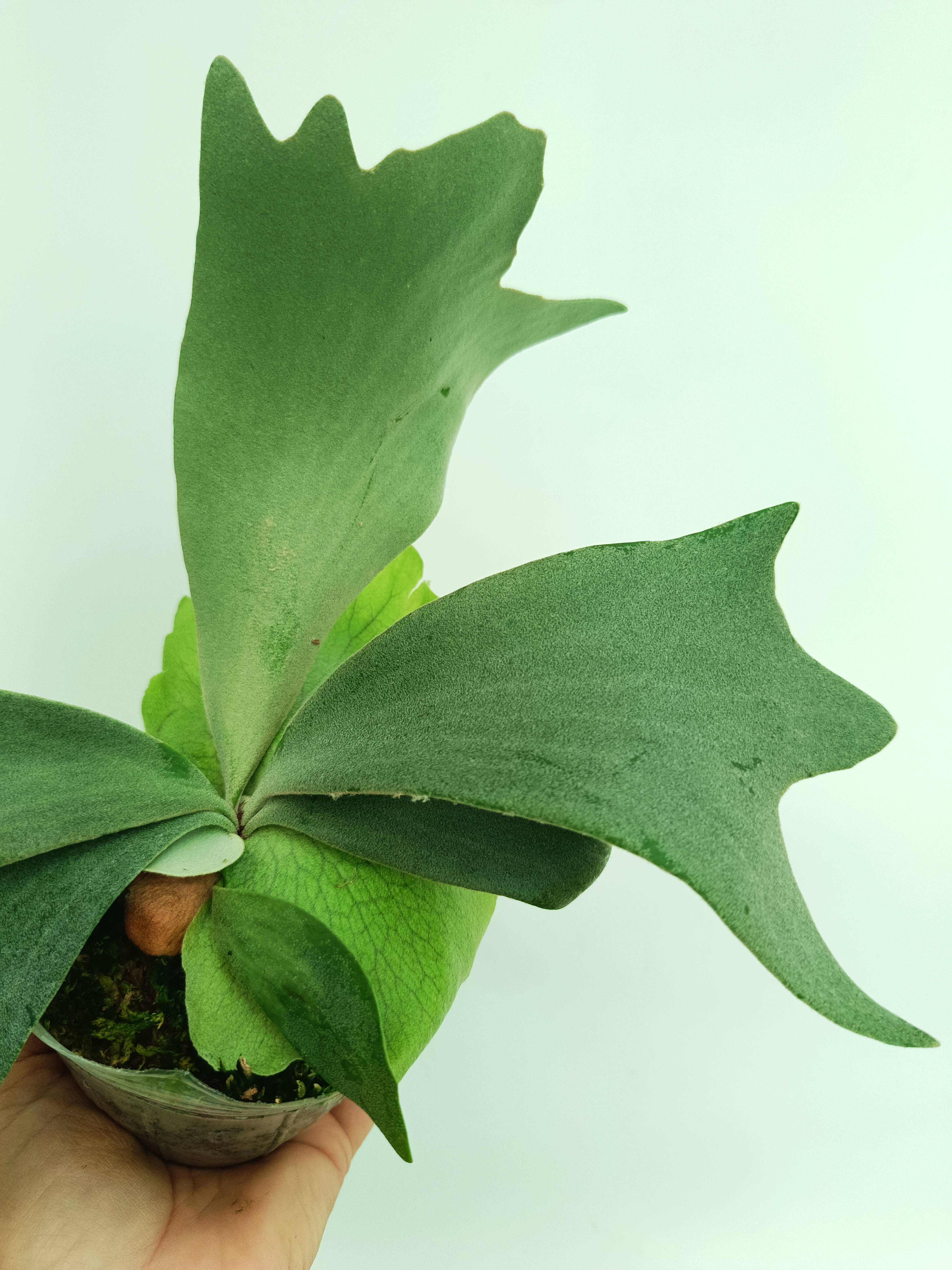 Platycerium willinckii