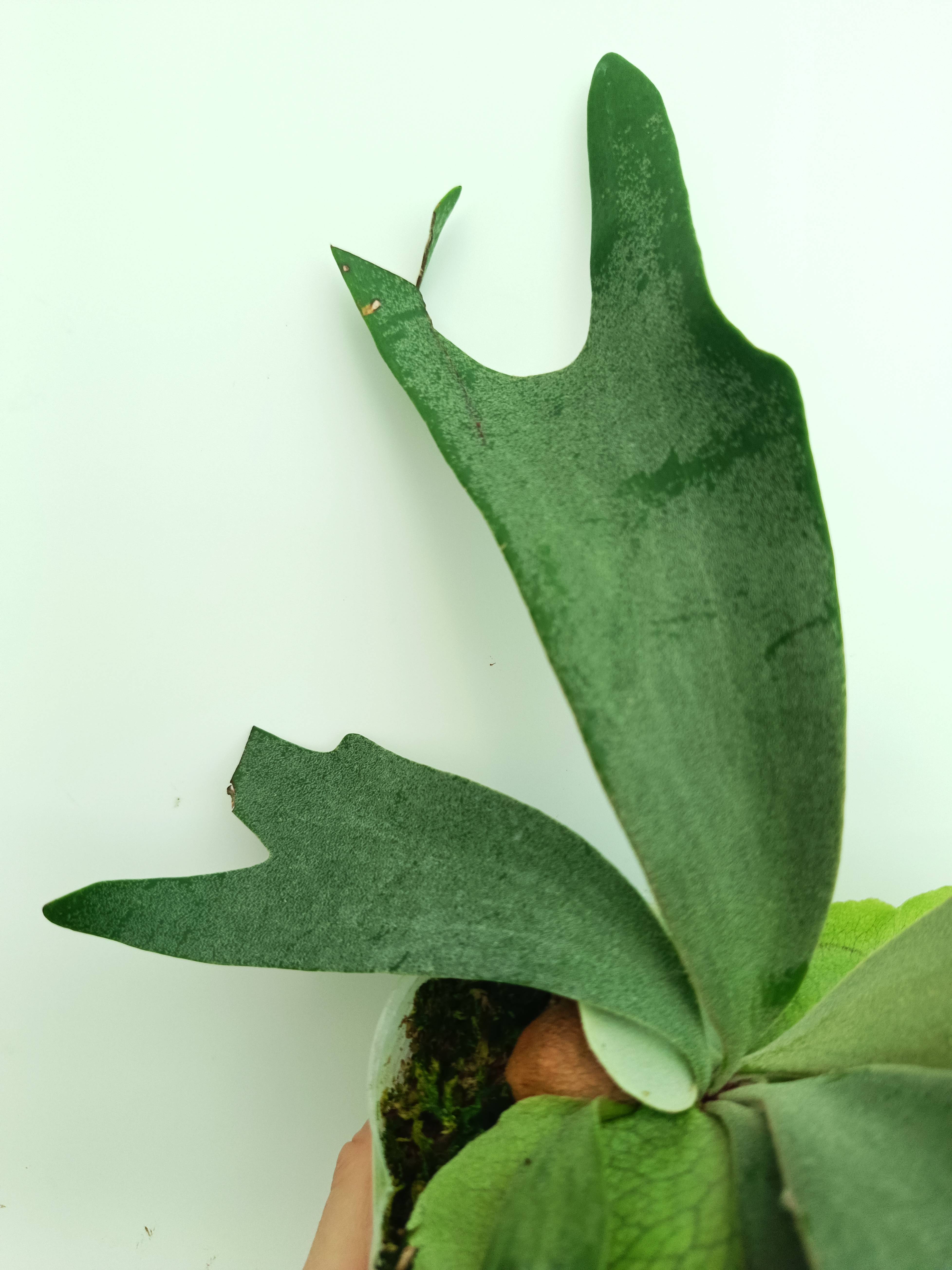 Platycerium willinckii