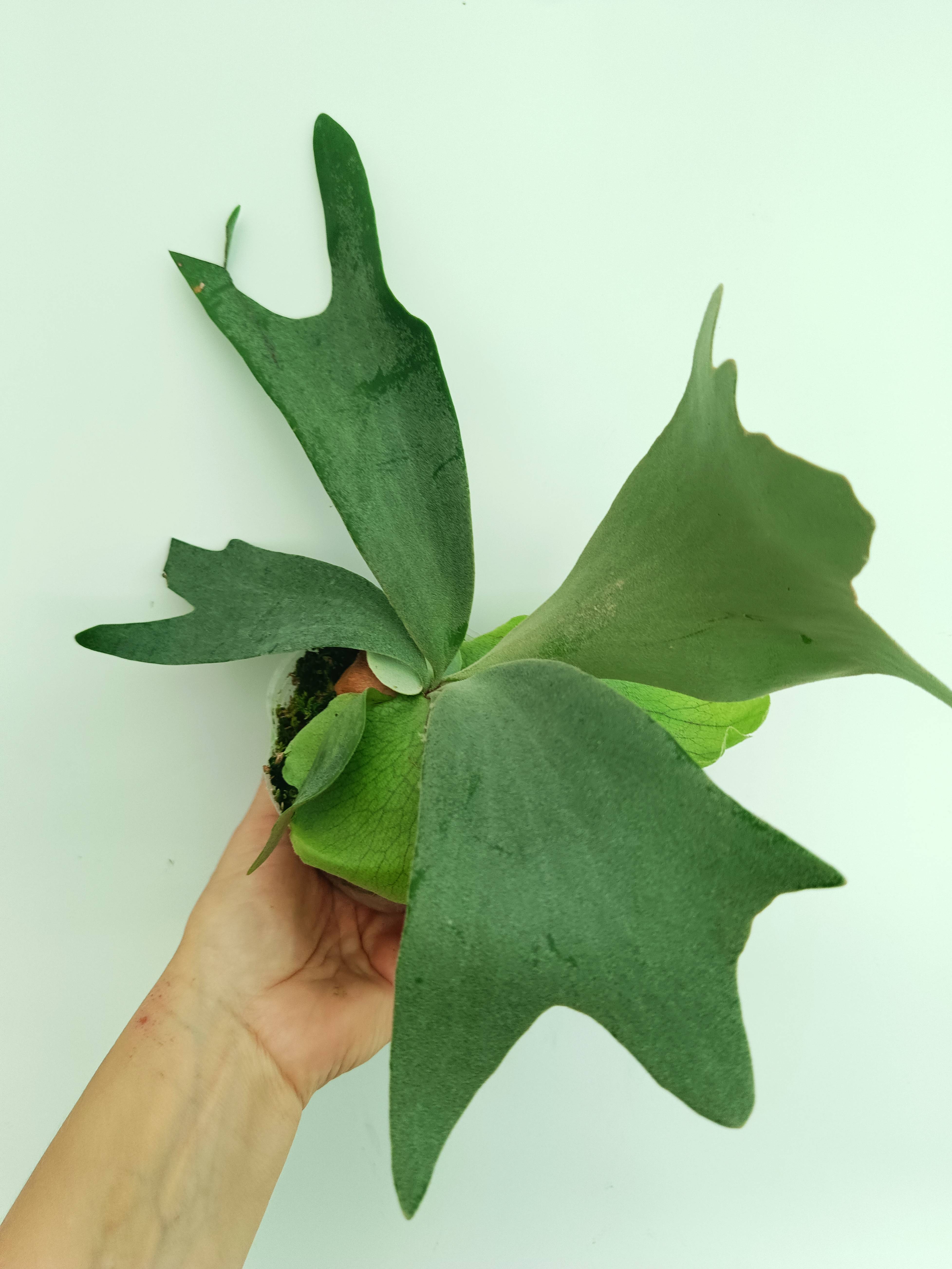 Platycerium willinckii