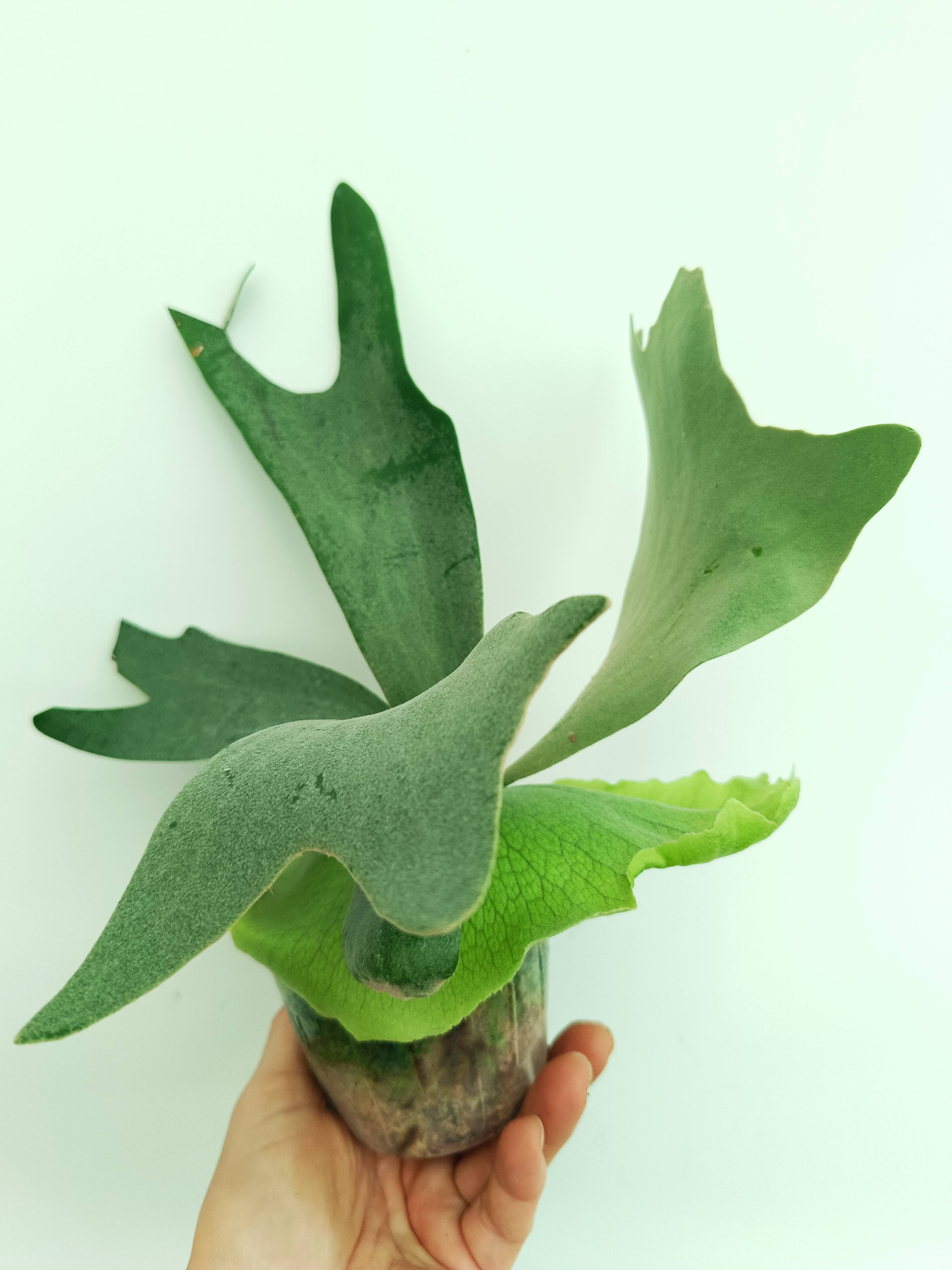 Platycerium willinckii