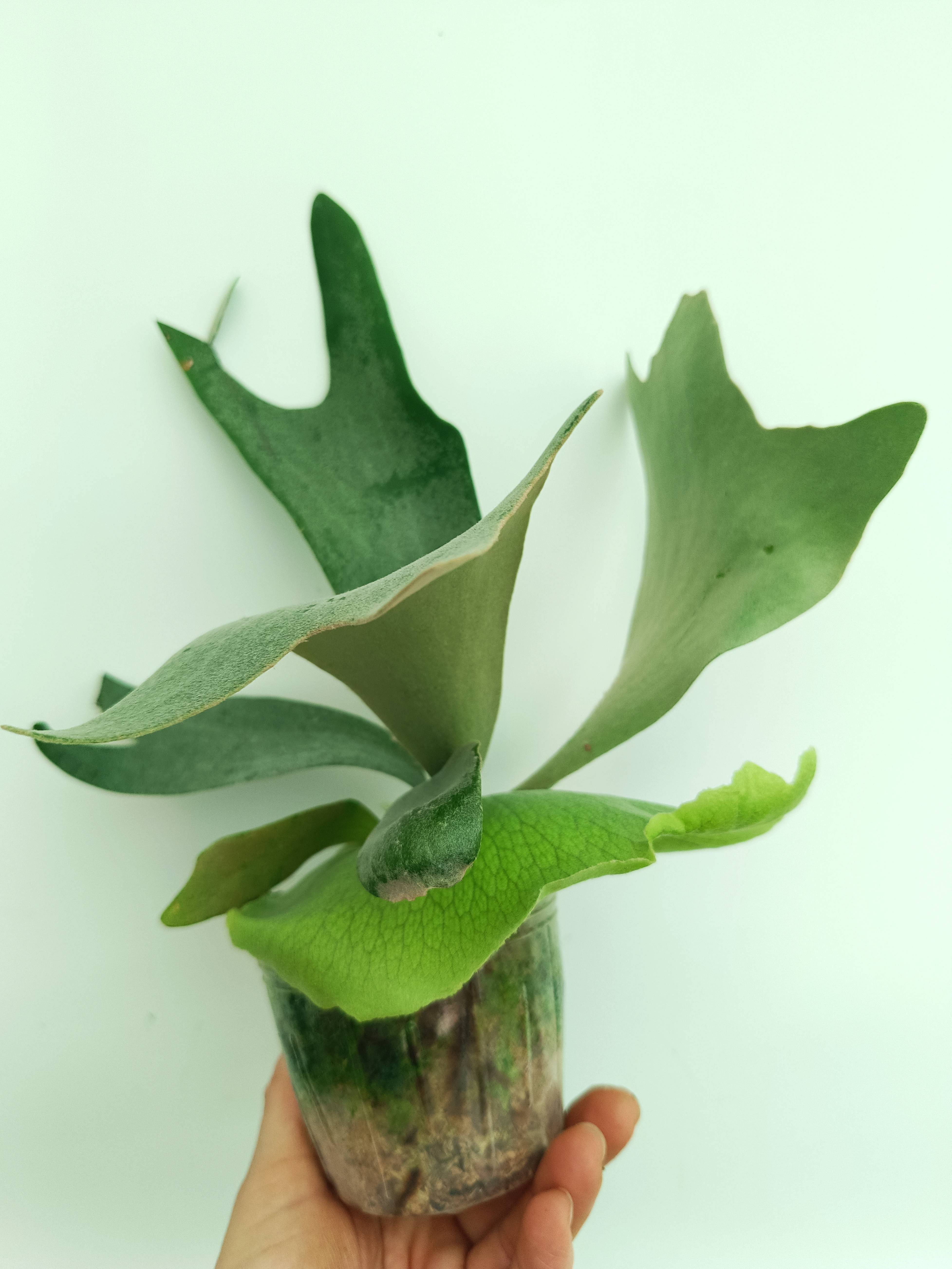 Platycerium willinckii