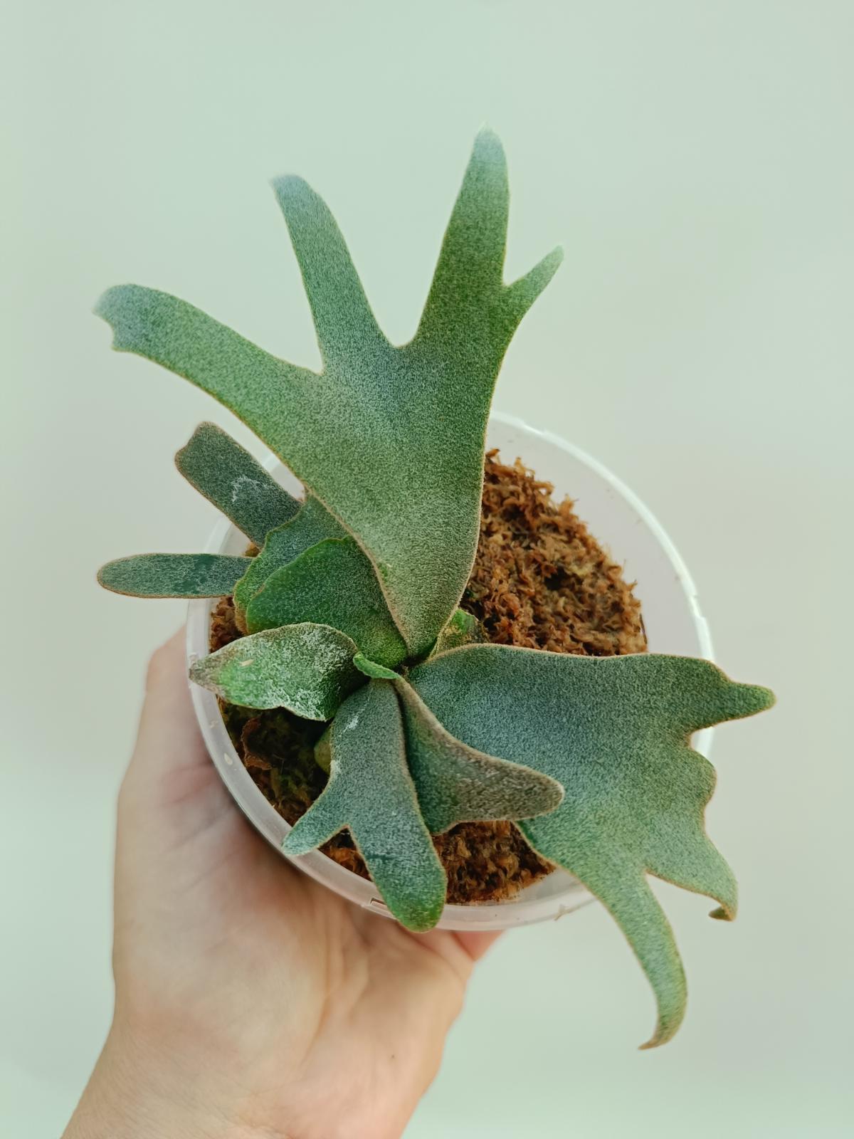 Platycerium Willinckii 'Bacteria'